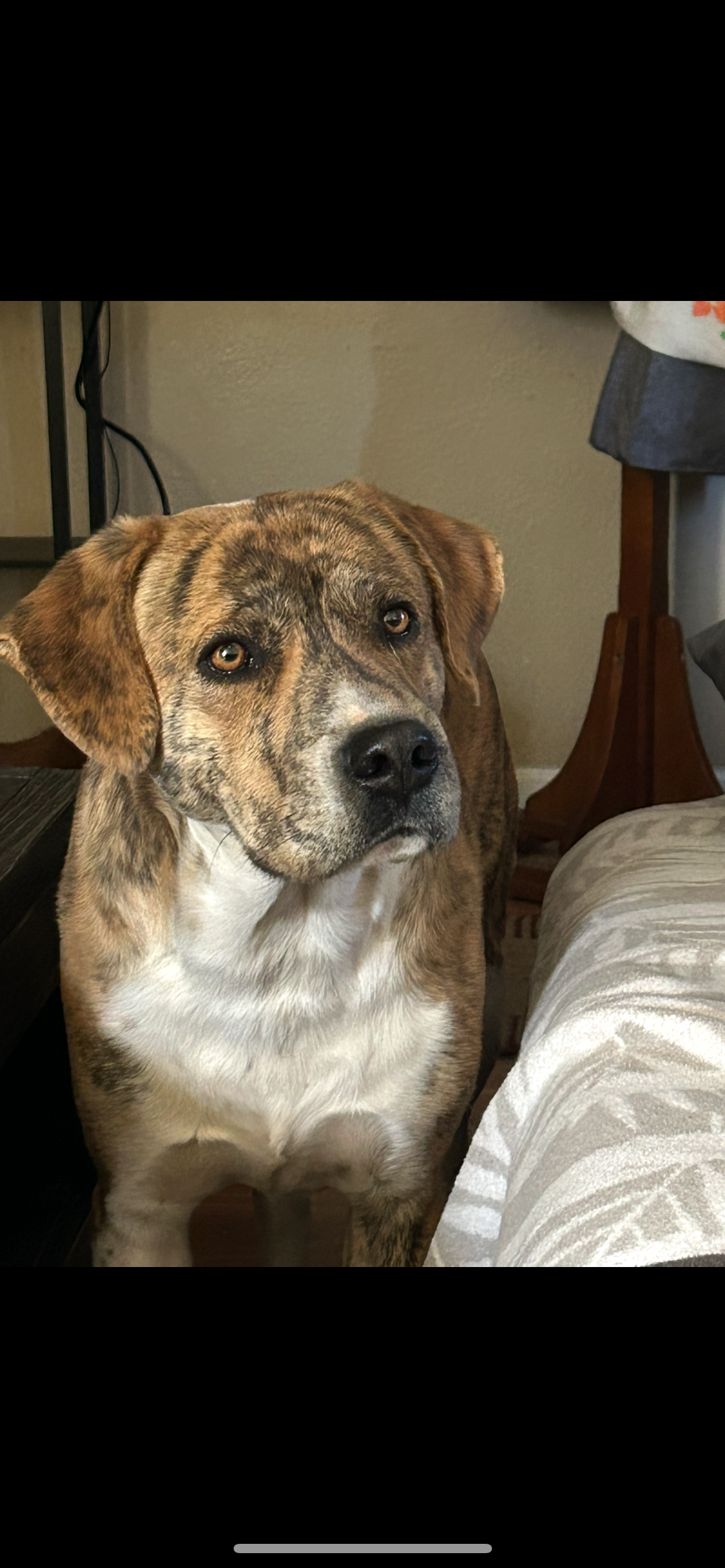 Pet photo