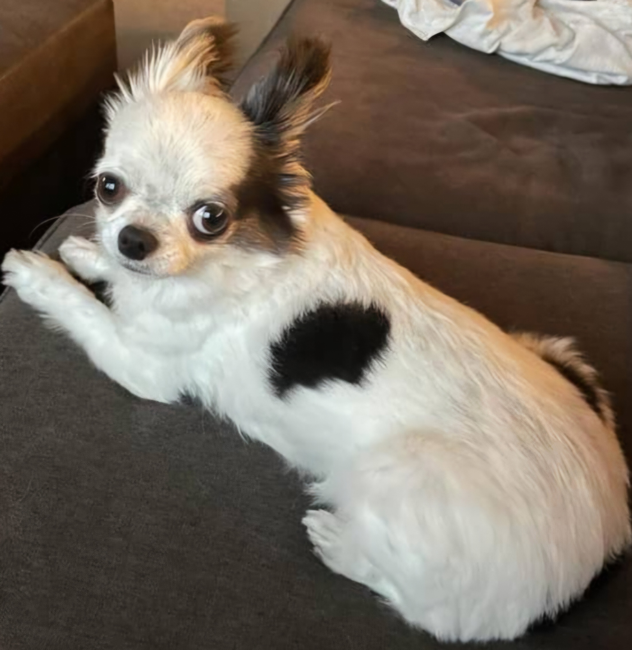 Pet photo