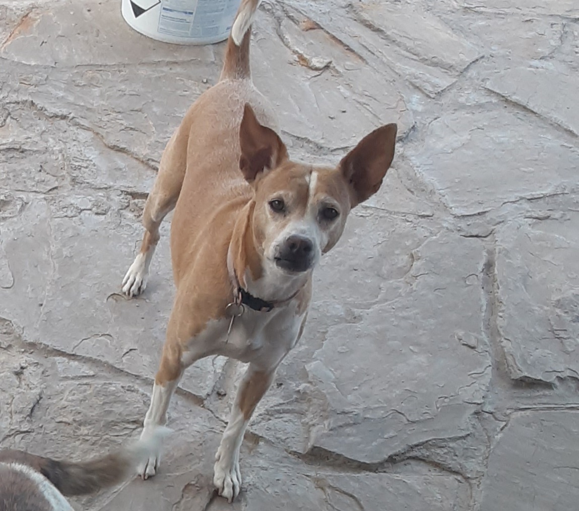 Pet photo
