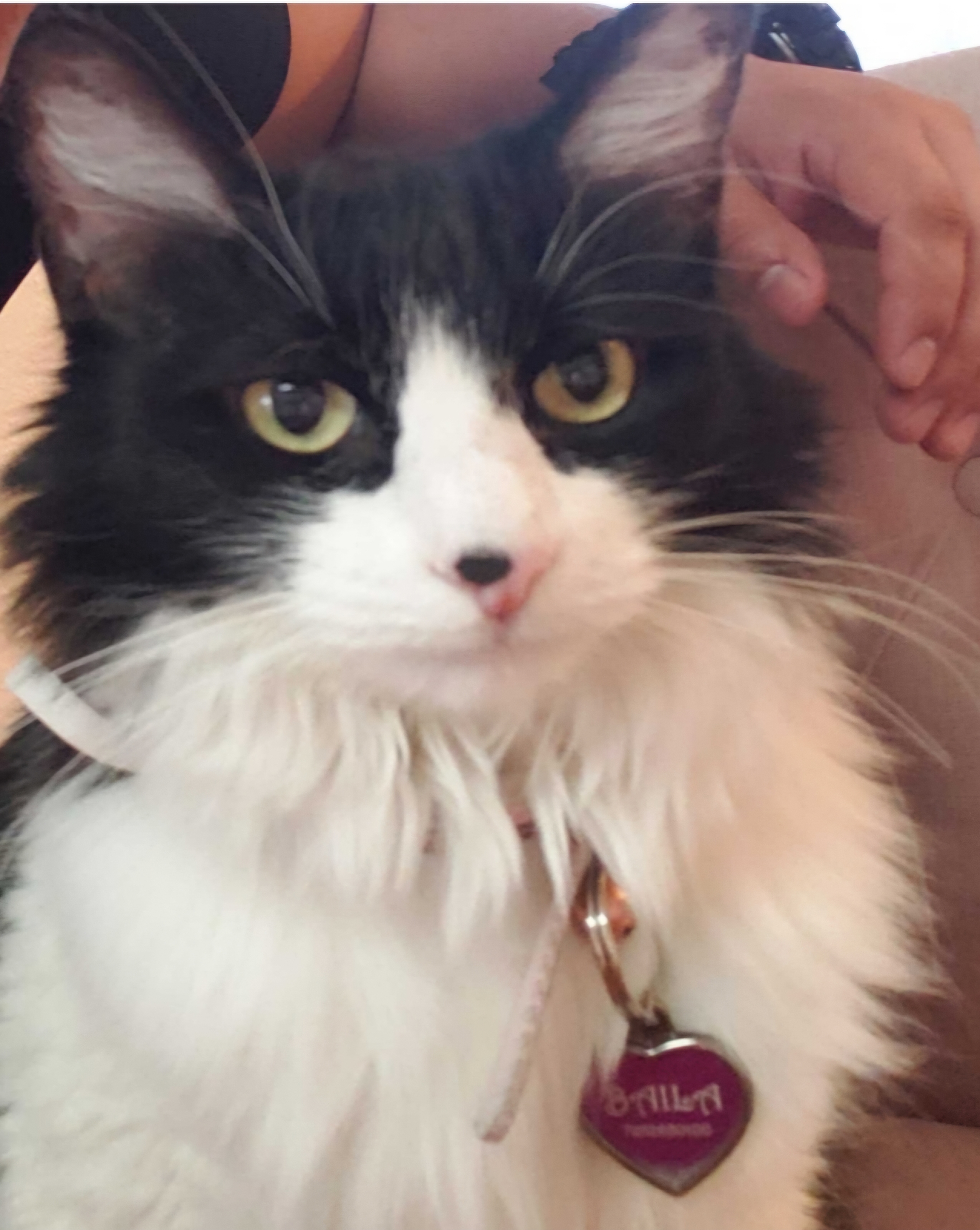 Pet photo