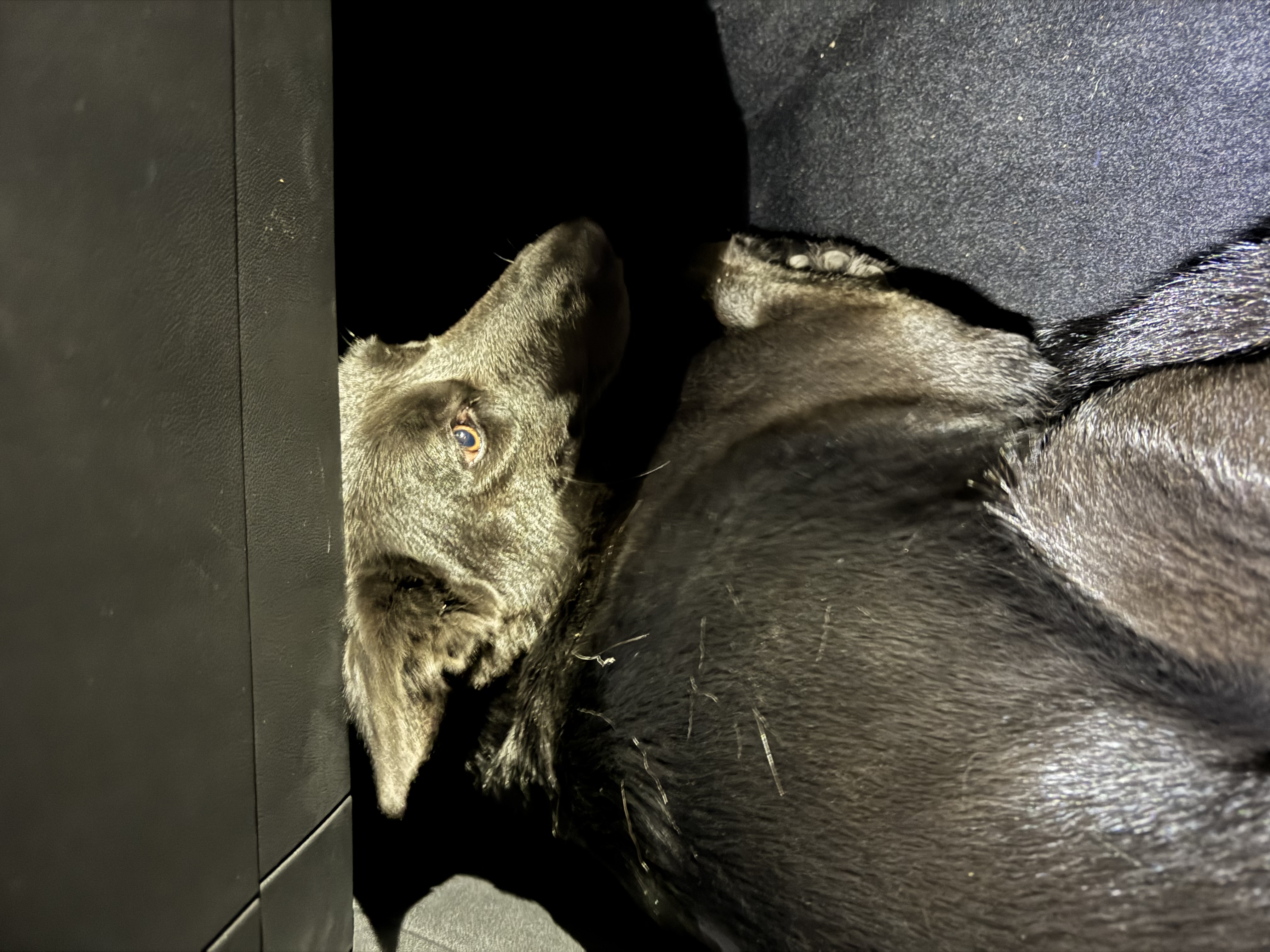 Pet photo