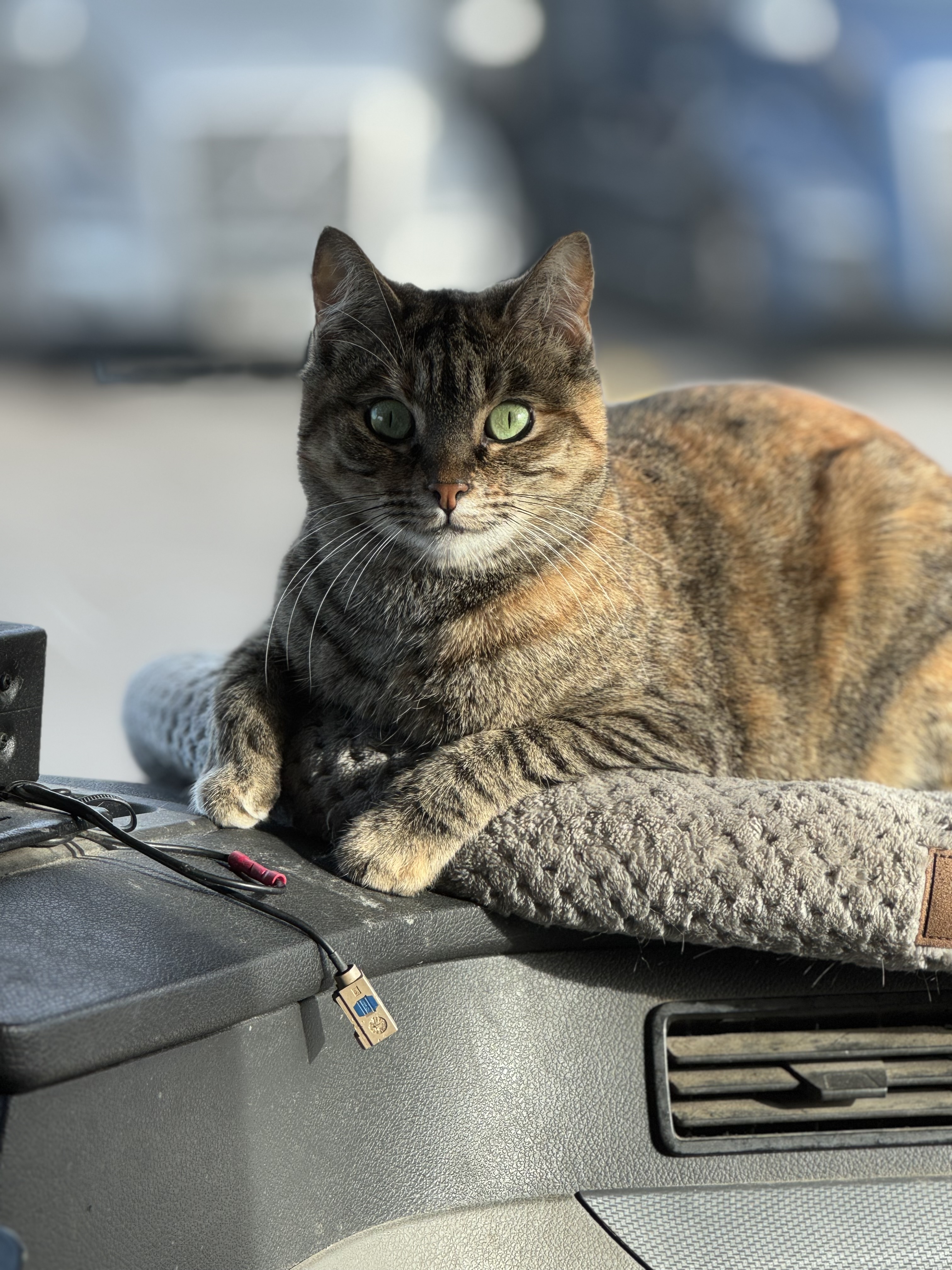 Pet photo