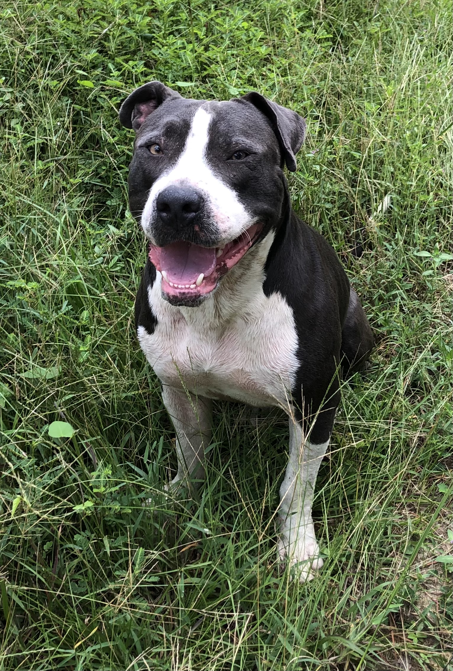 Pet photo
