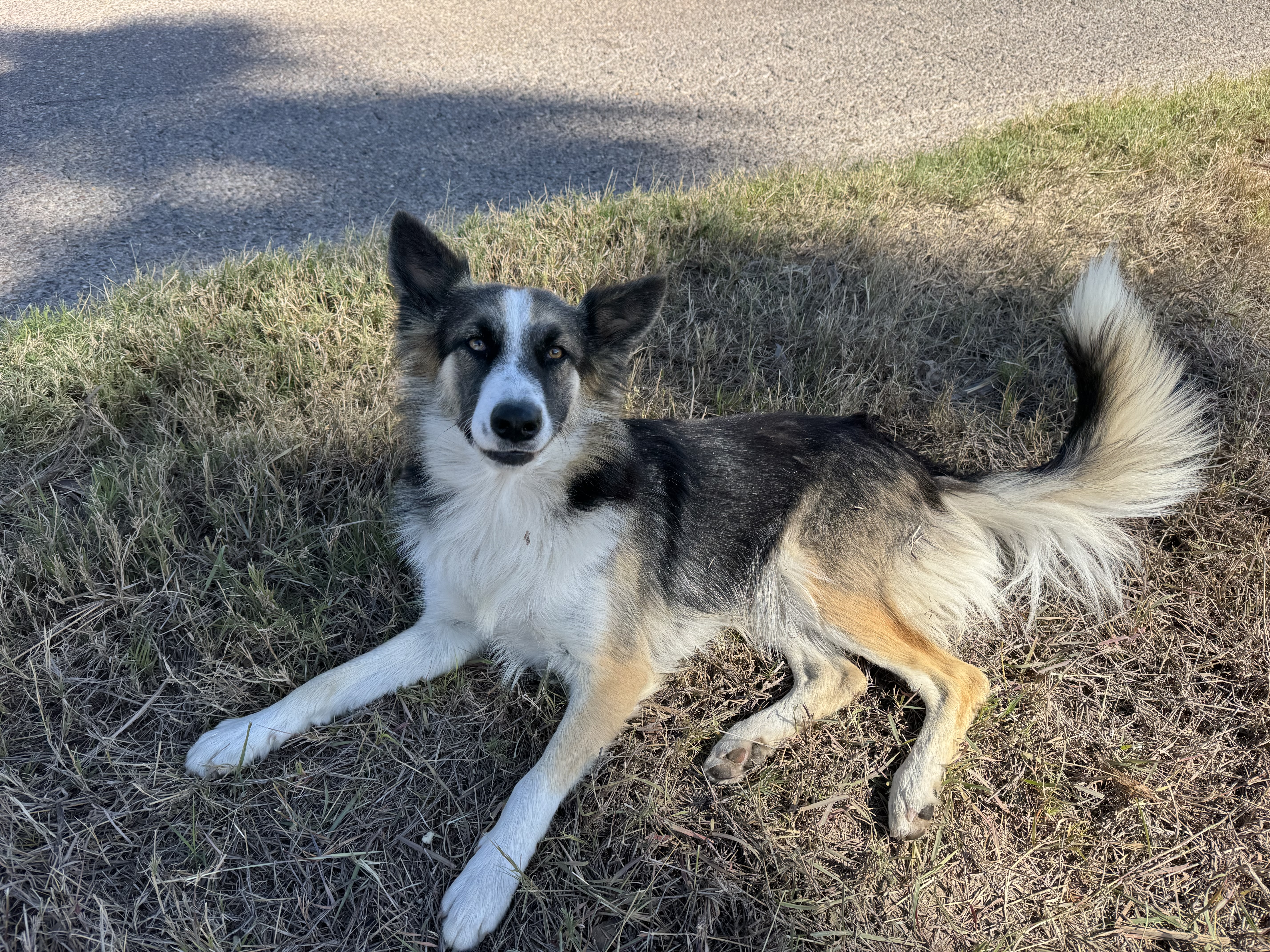 Pet photo