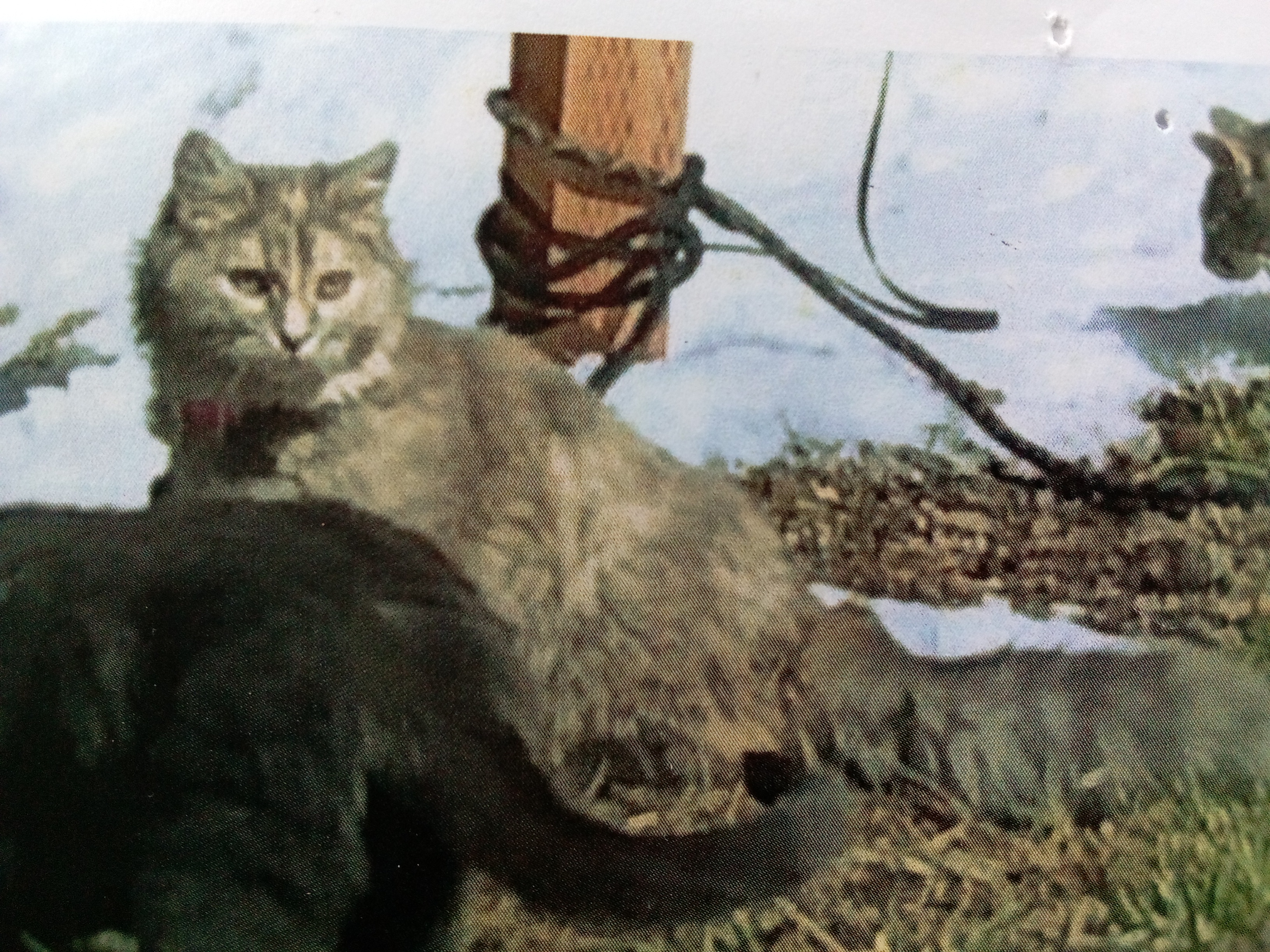 Pet photo