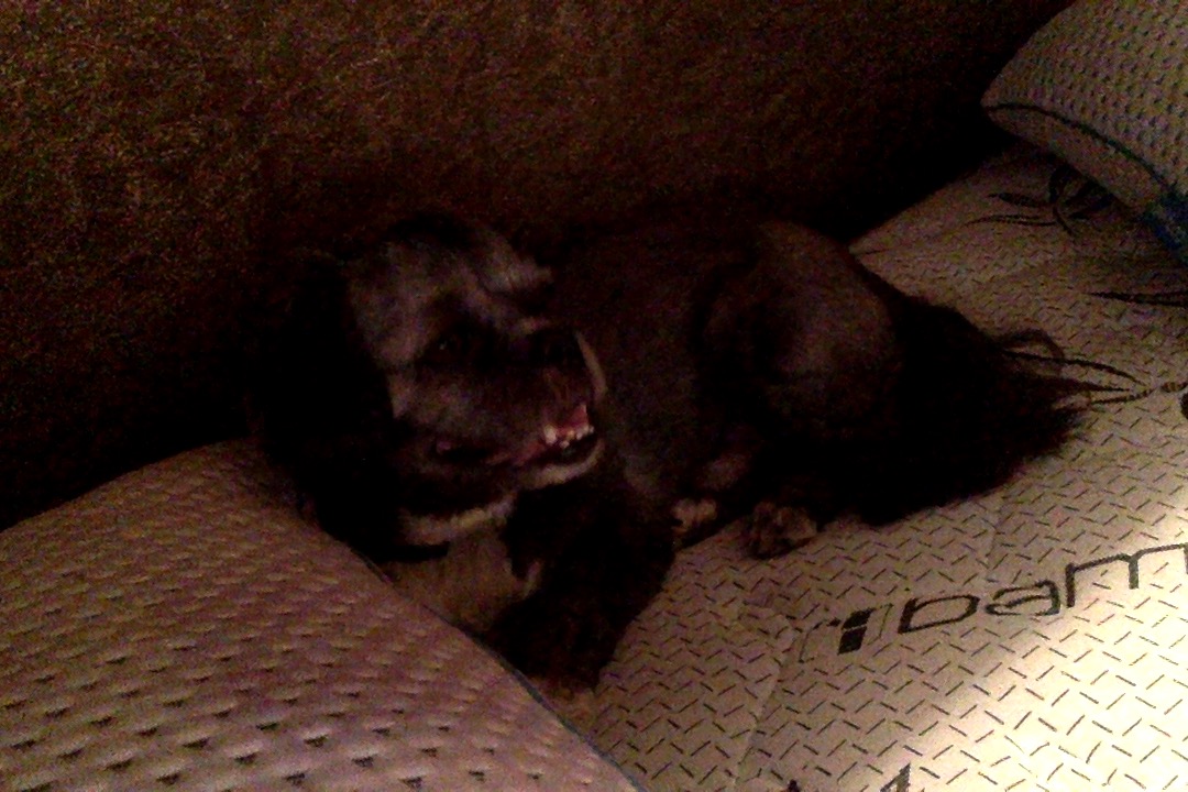 Pet photo
