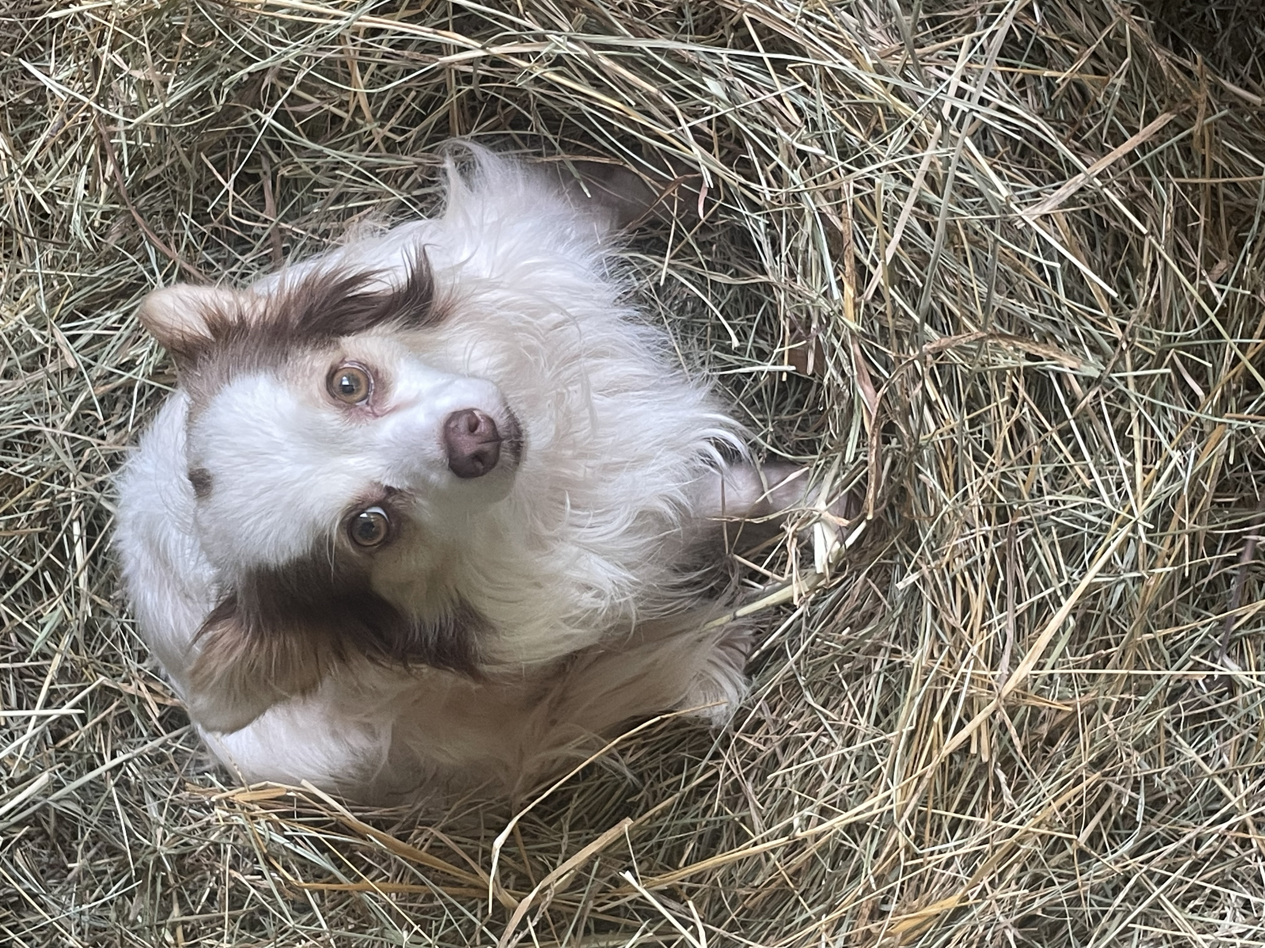 Pet photo