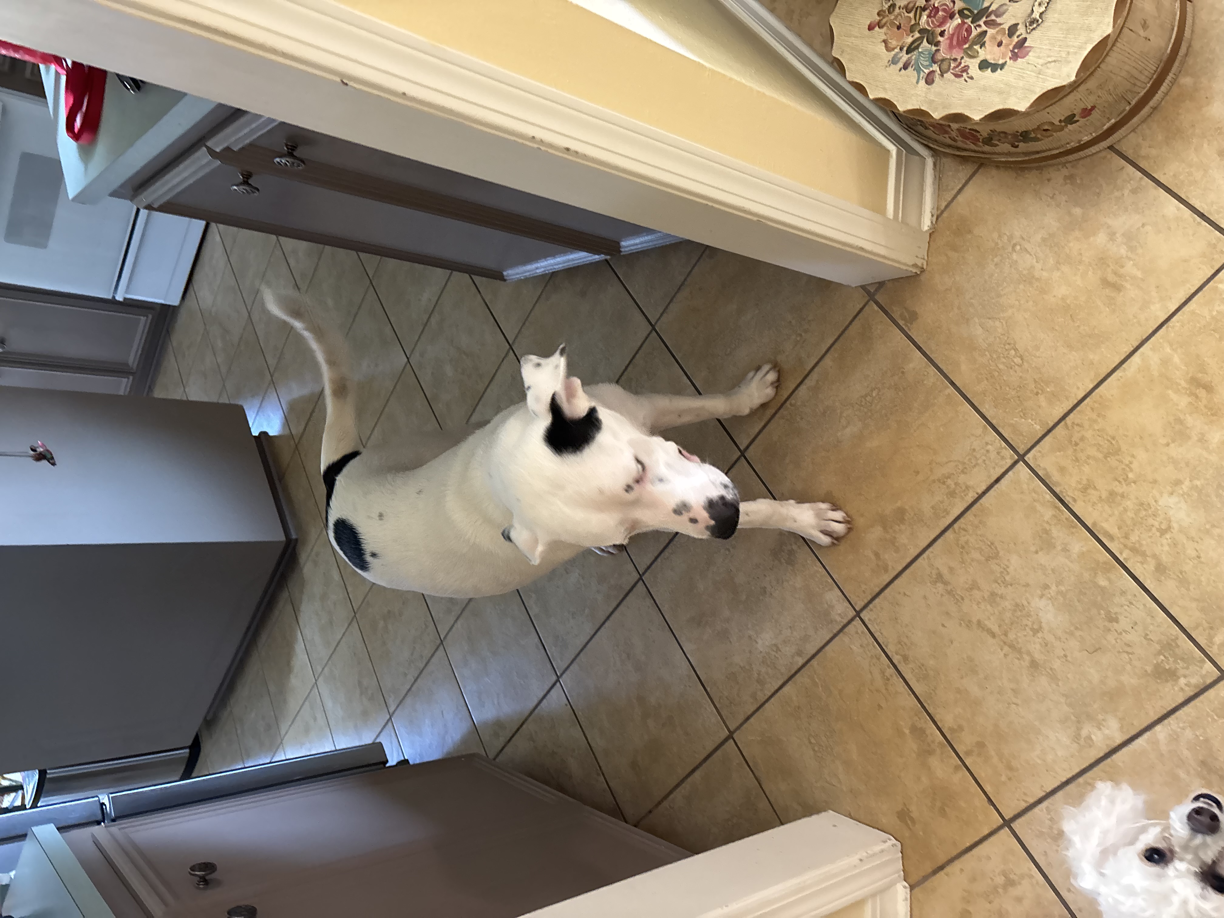 Pet photo