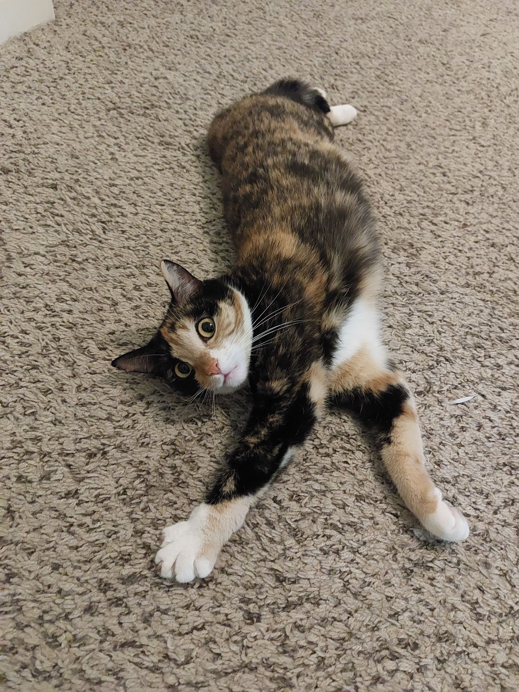 Pet photo