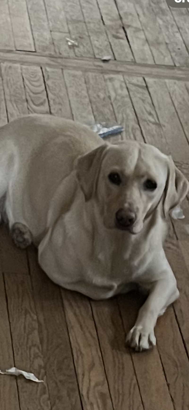 Pet photo