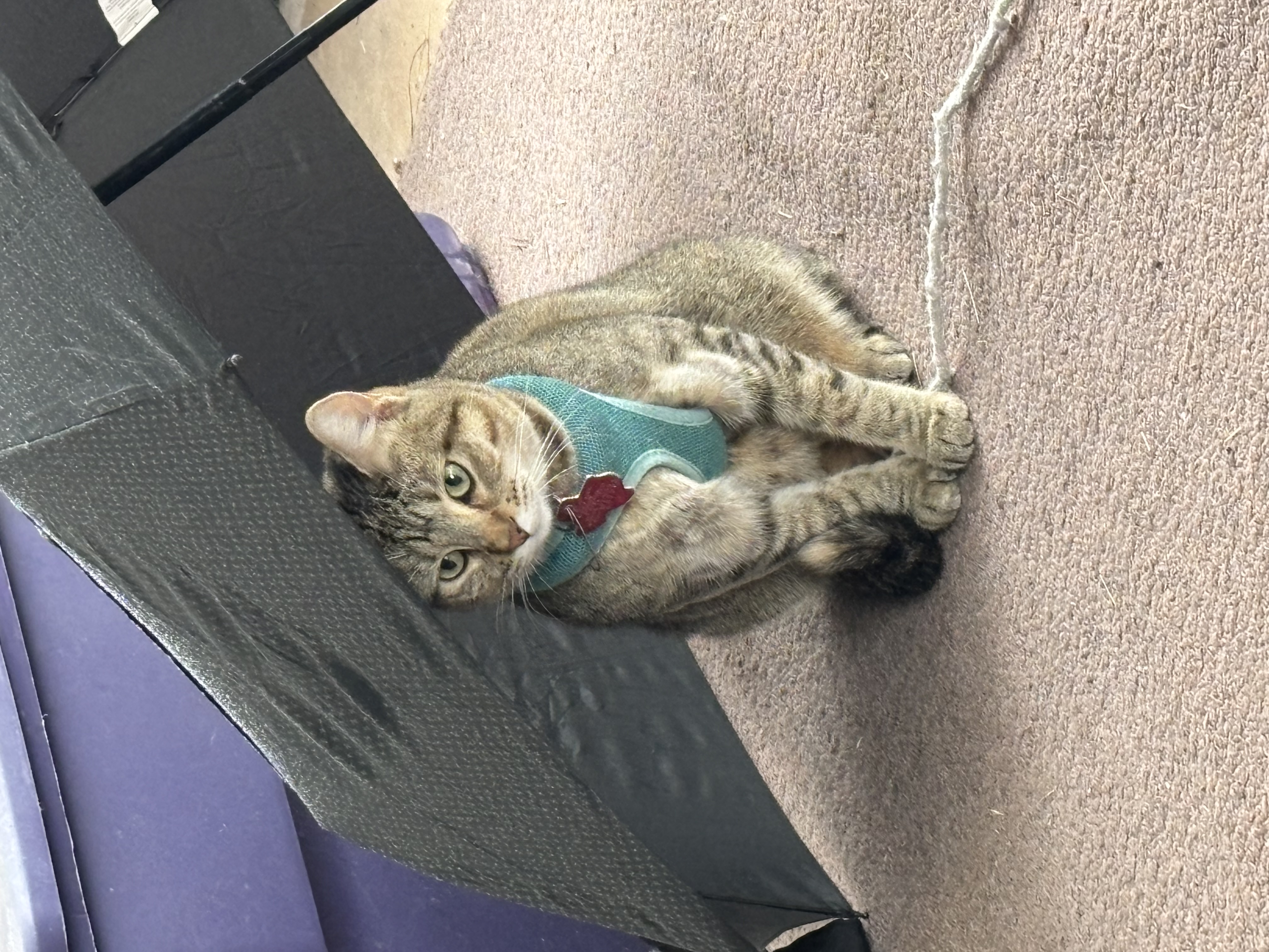 Pet photo