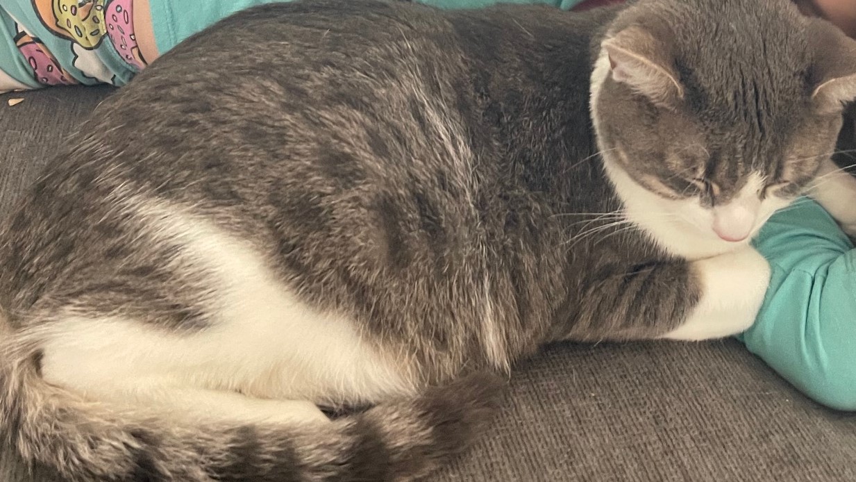Pet photo