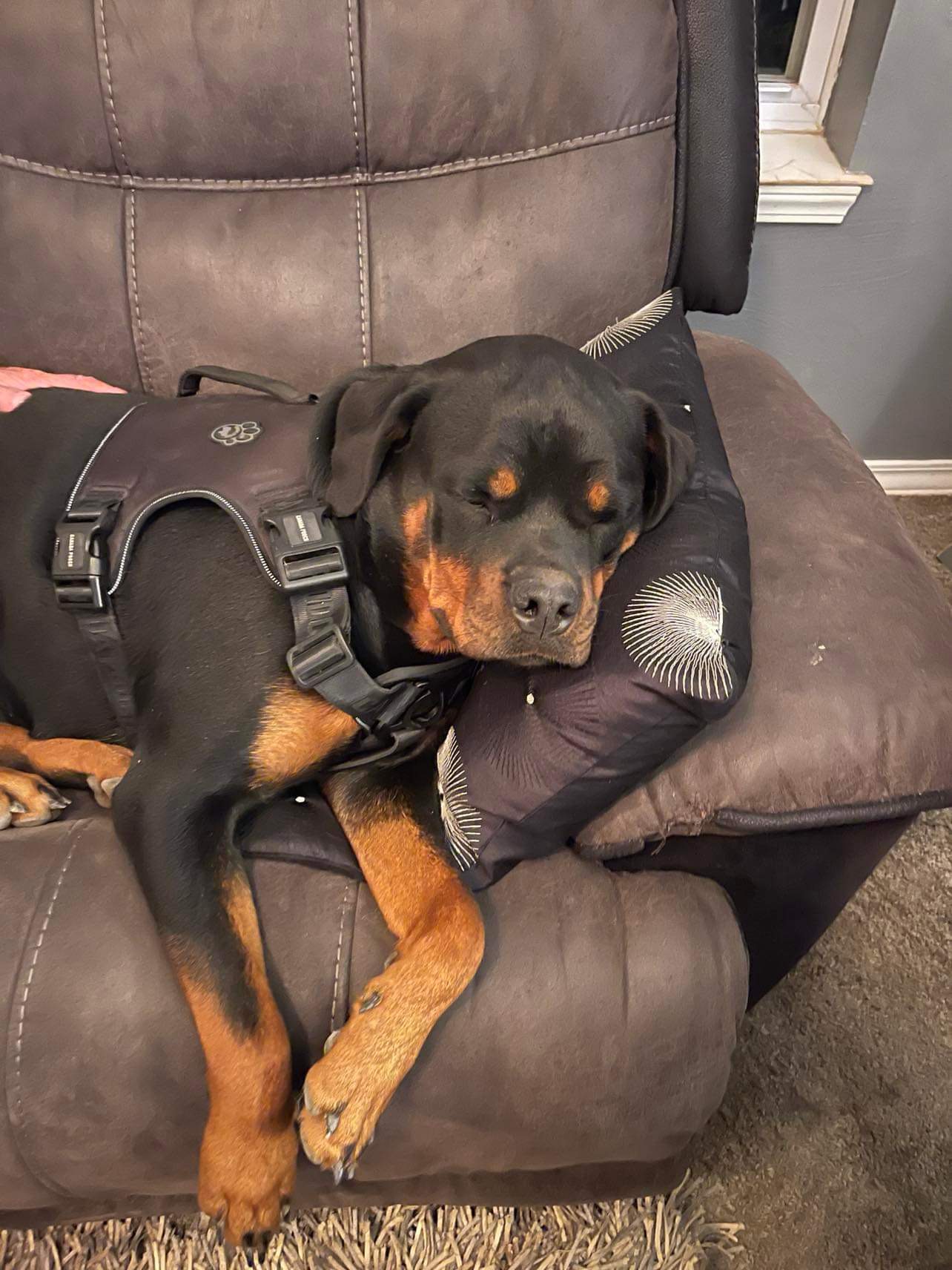 Pet photo
