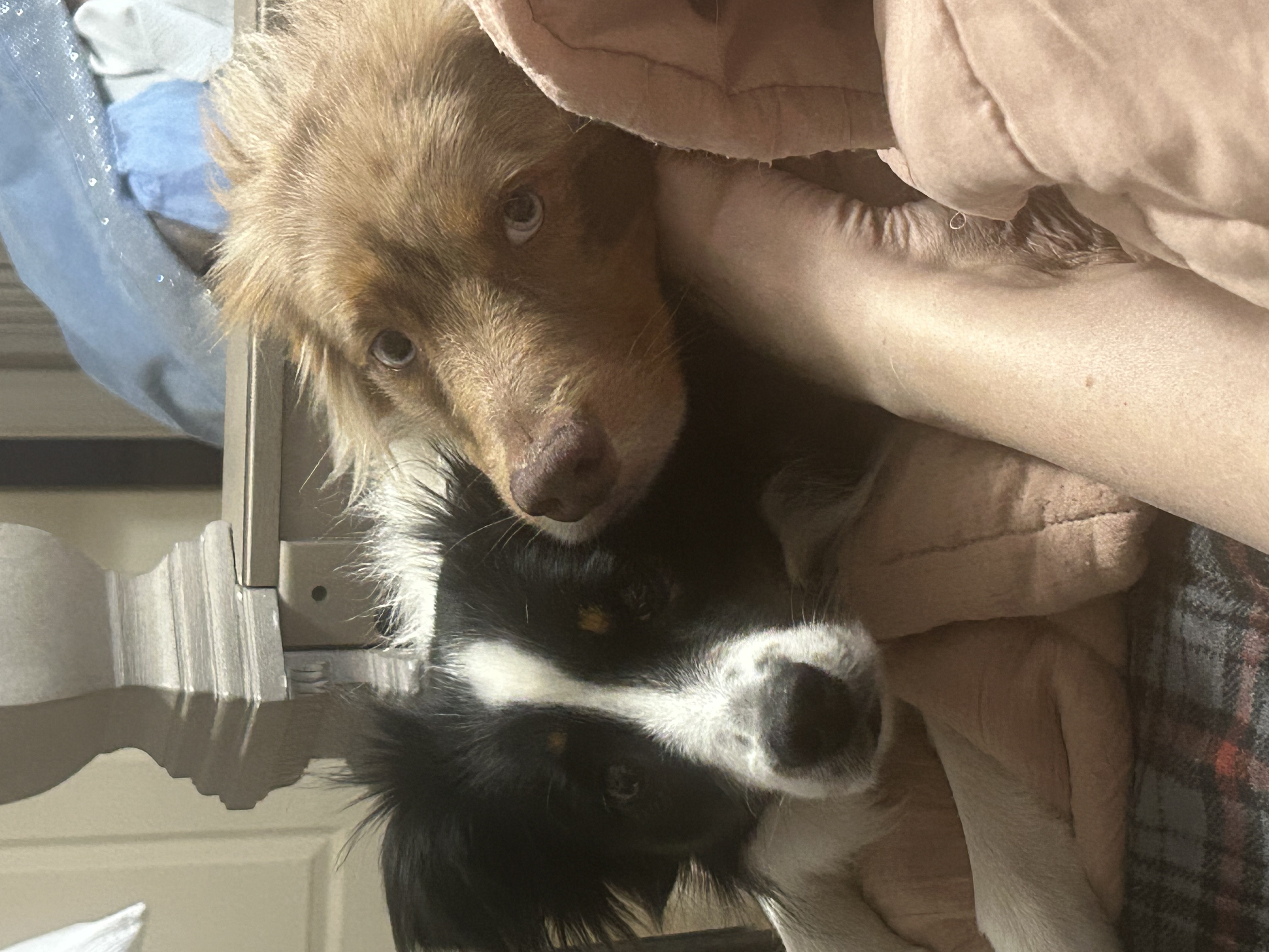 Pippa and Archie 