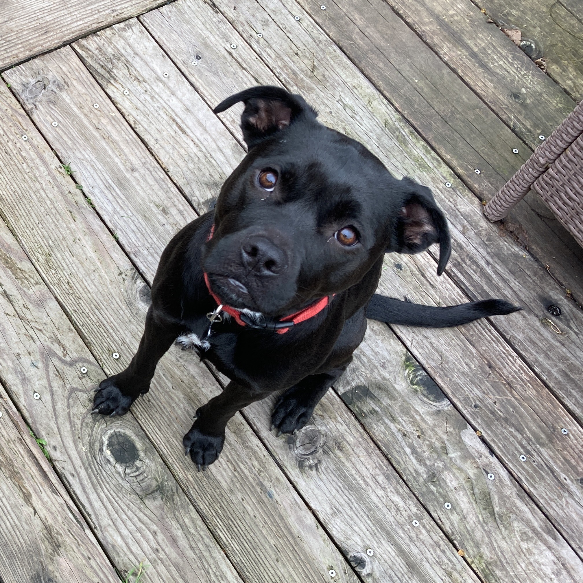 Pet photo