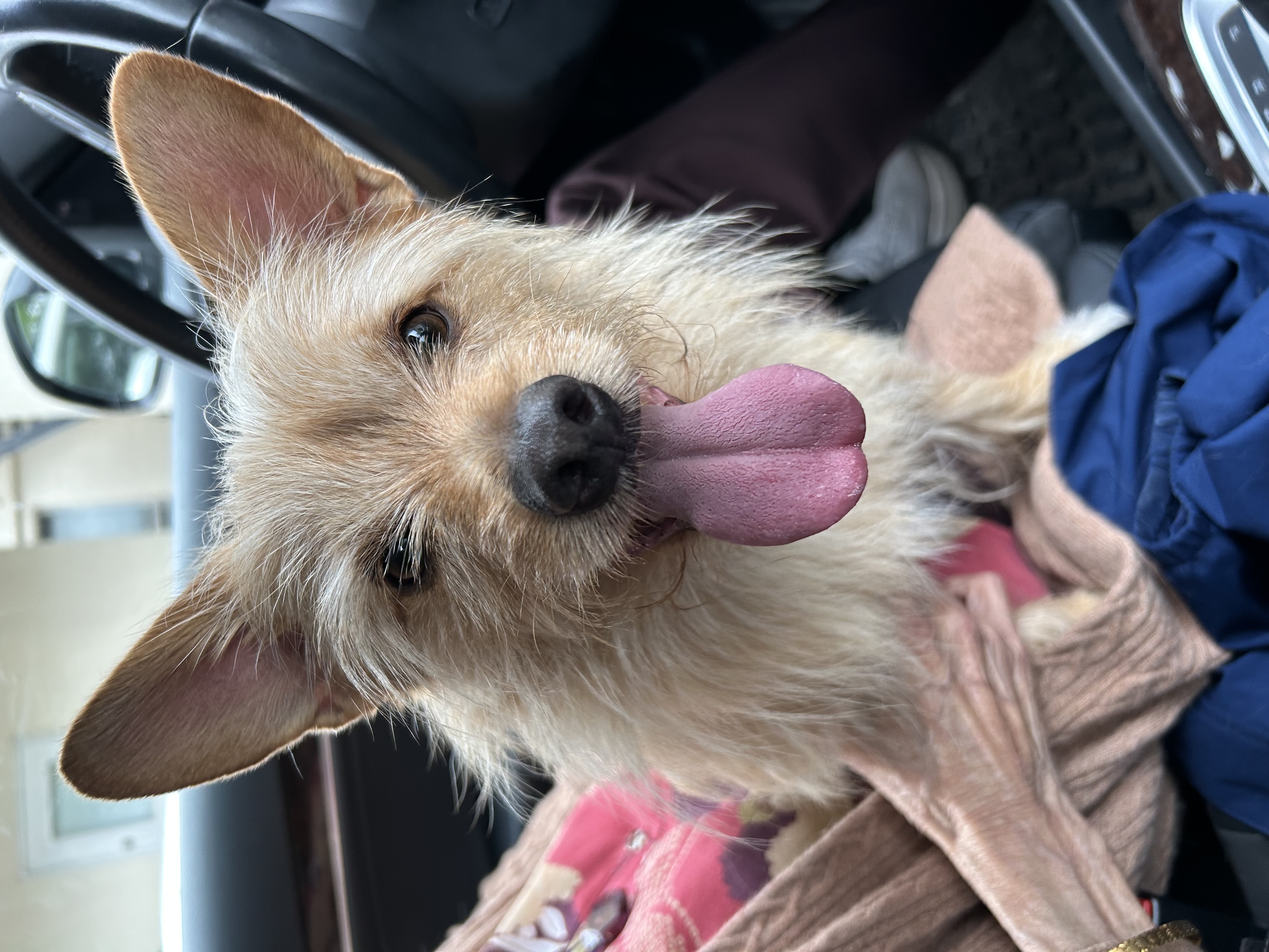 Pet photo