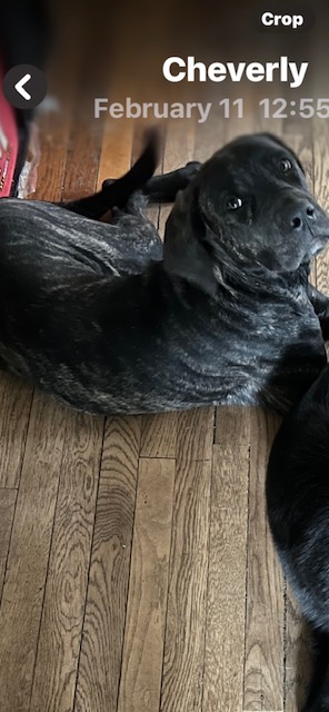 Pet photo