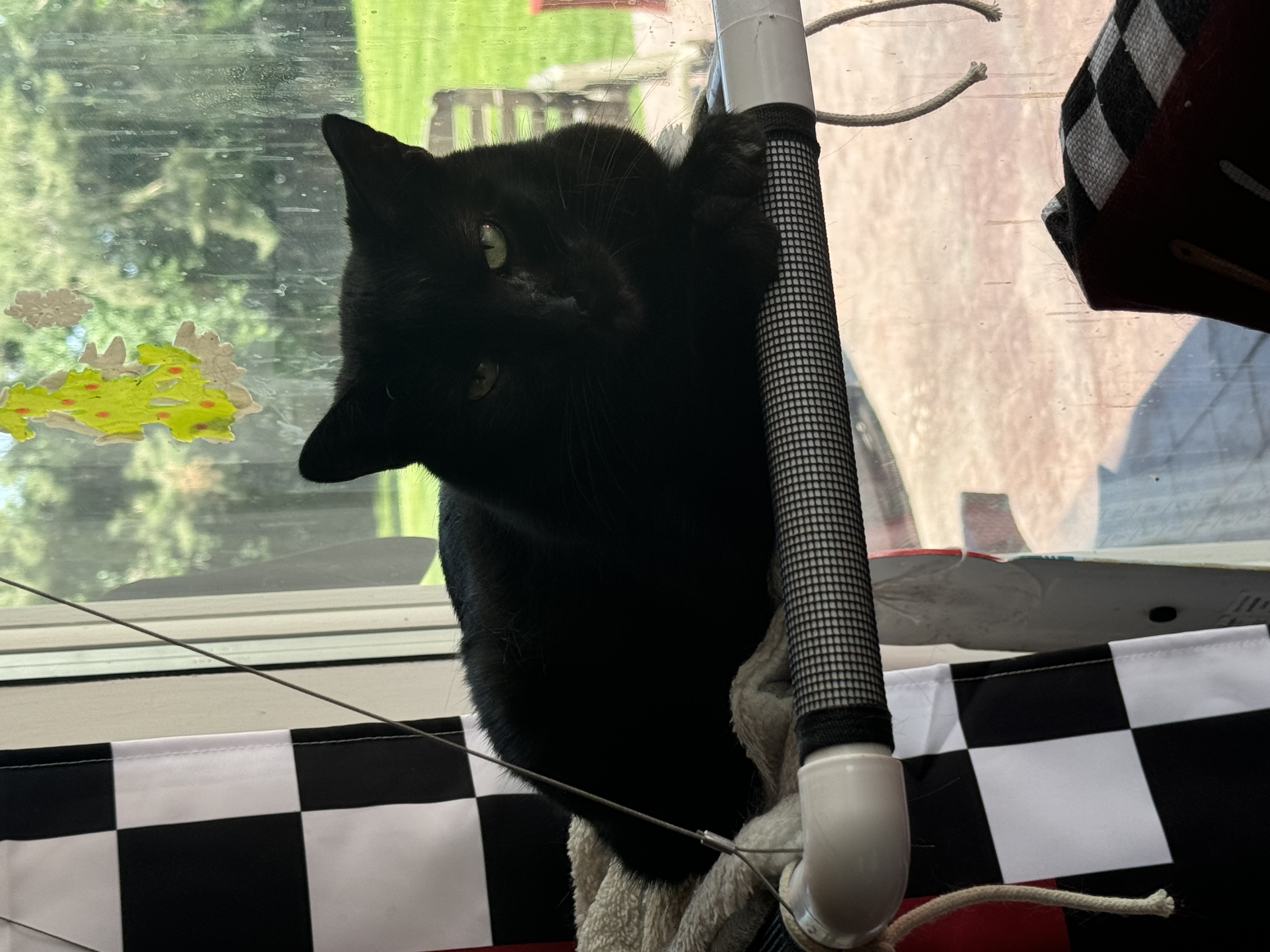 Pet photo