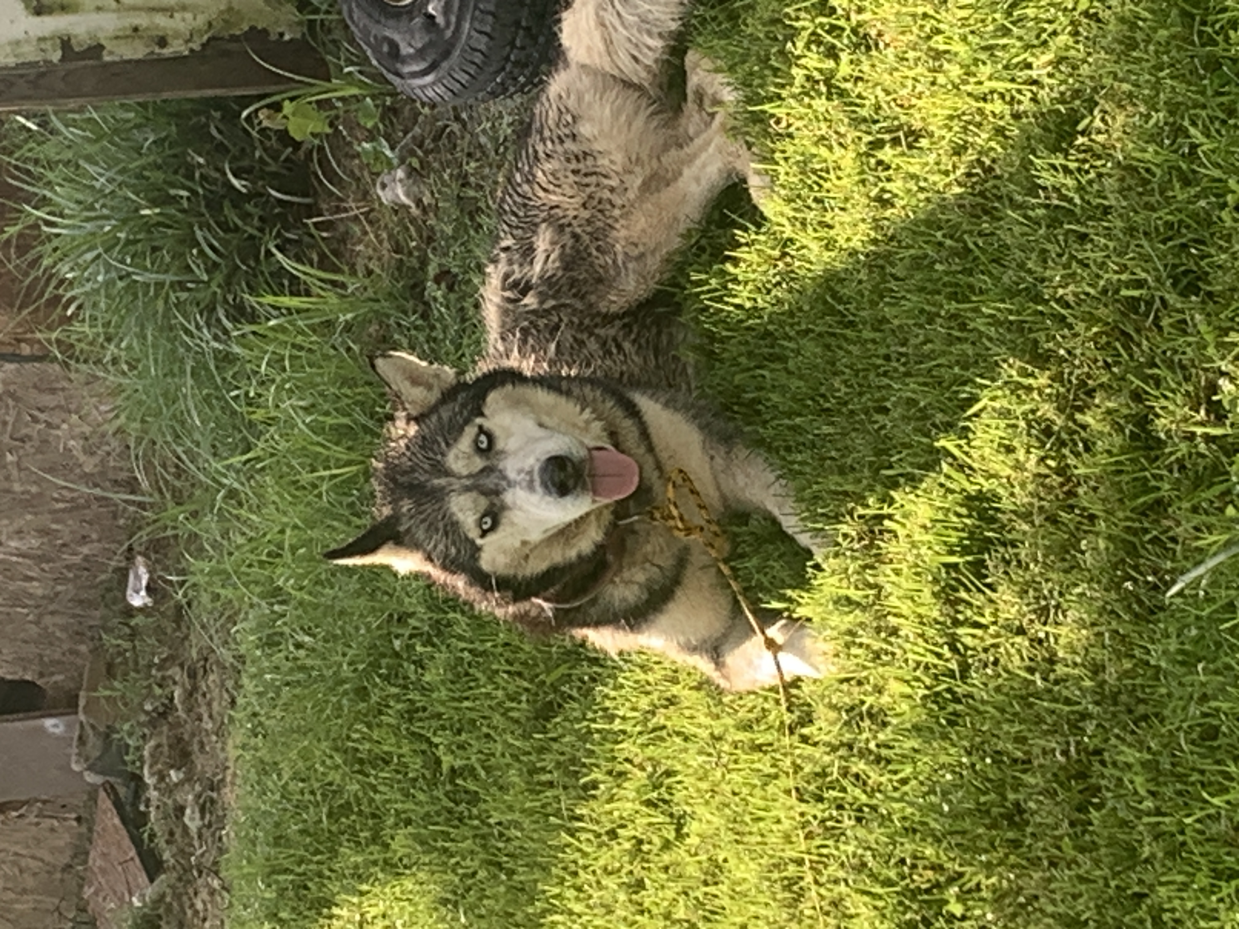 Pet photo