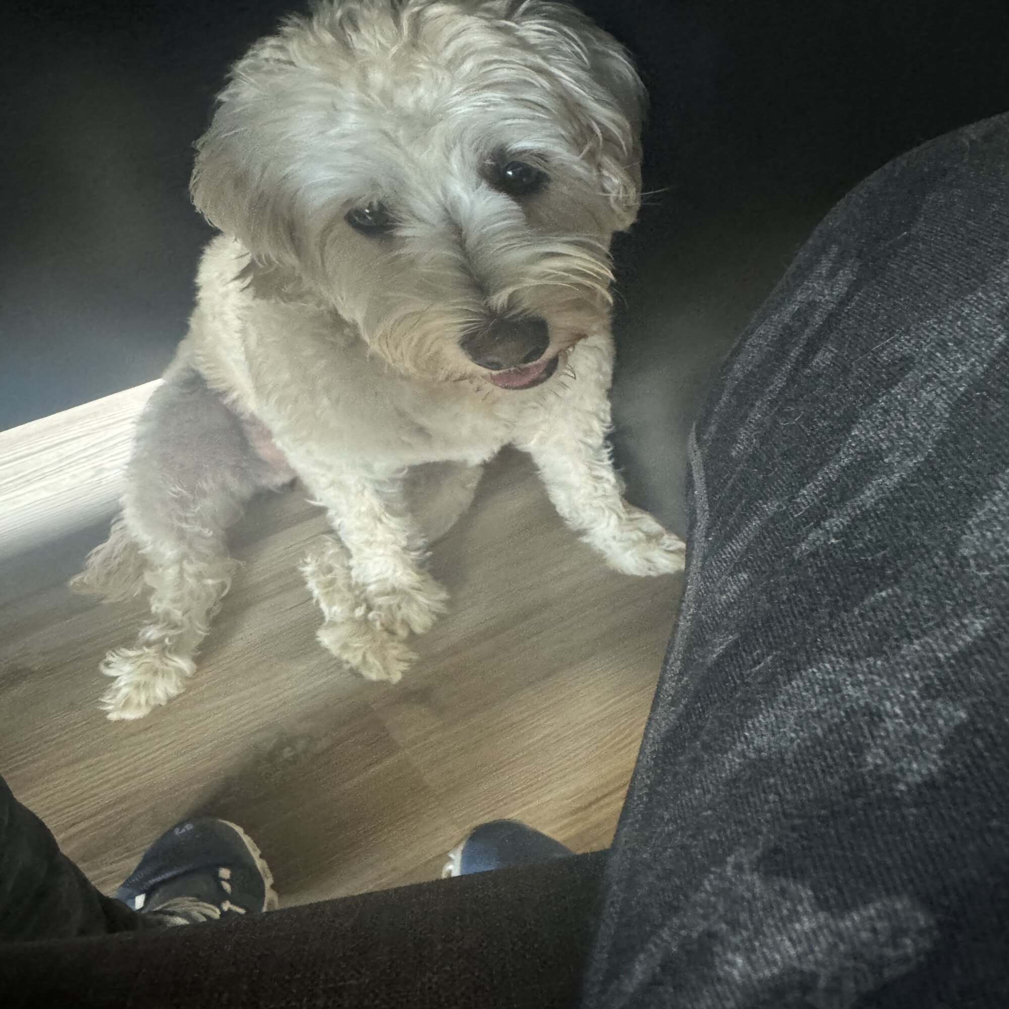 Lost pet Daisy