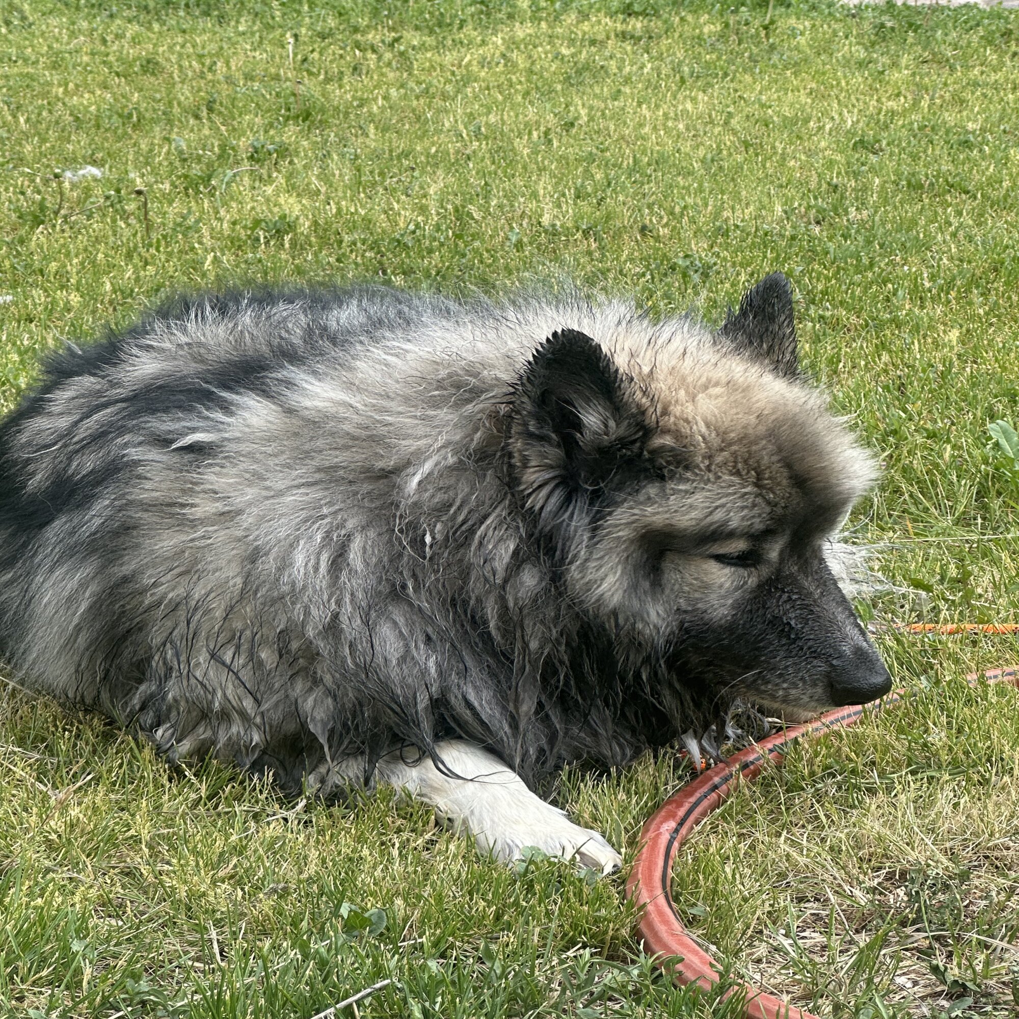 Bandit