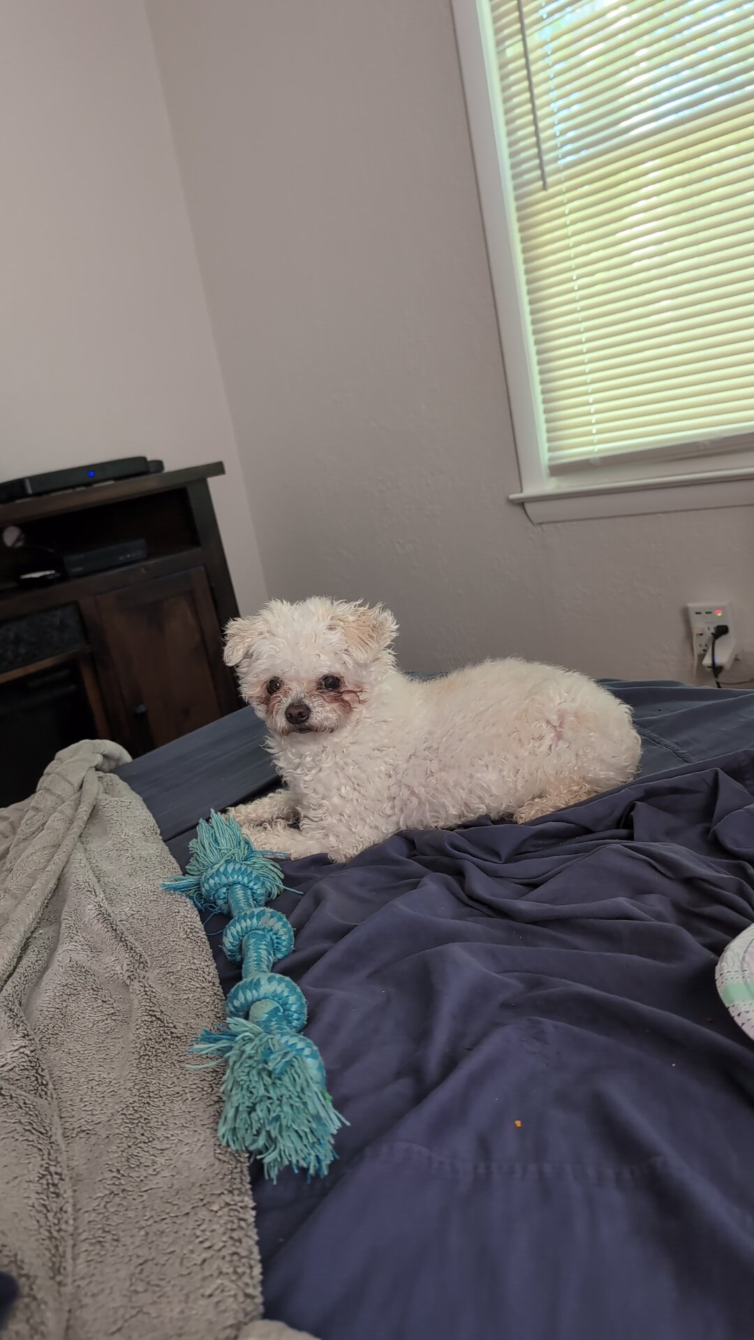 Lost pet Teddy