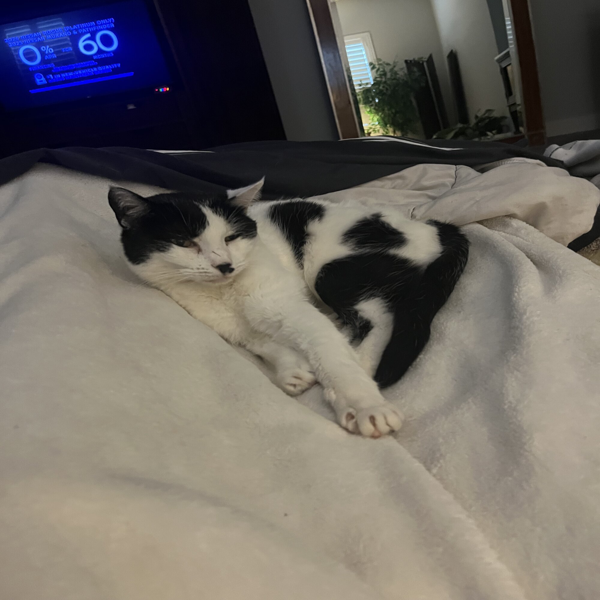 Lost pet Lizzie