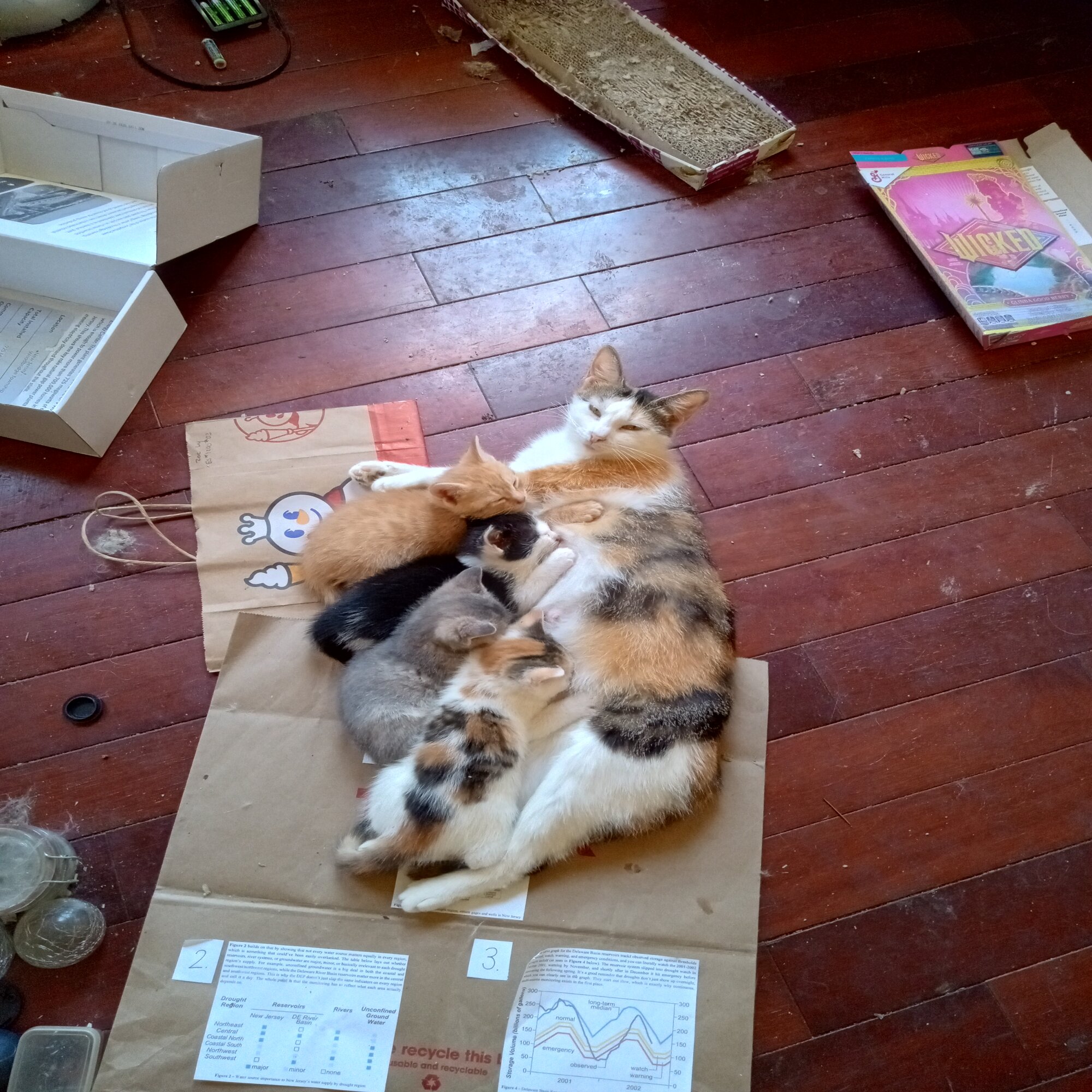 Pet photo