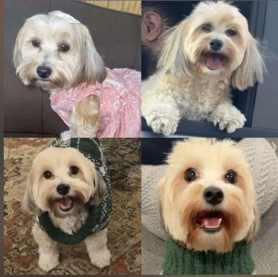 Pet photo