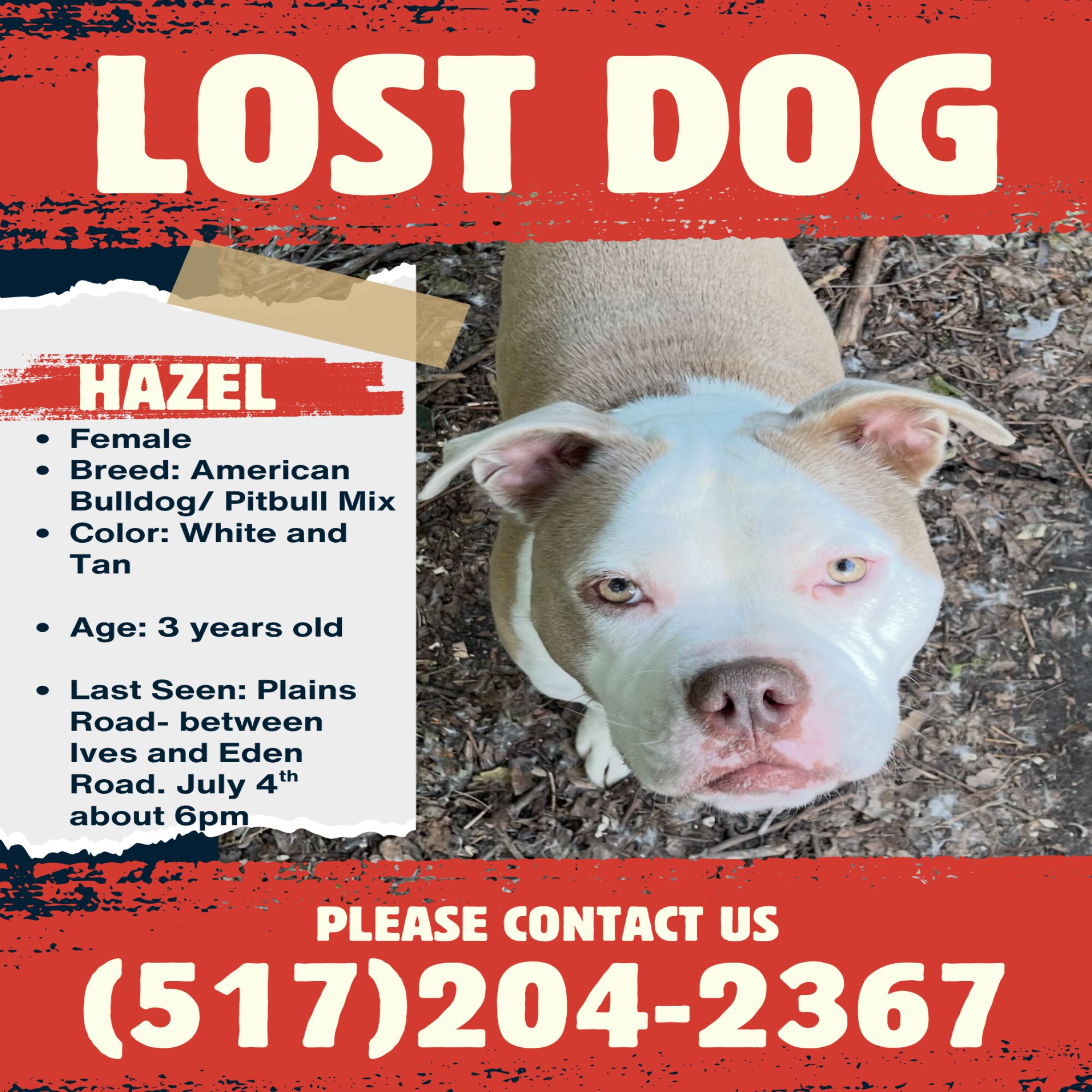 Lost pet Hazel