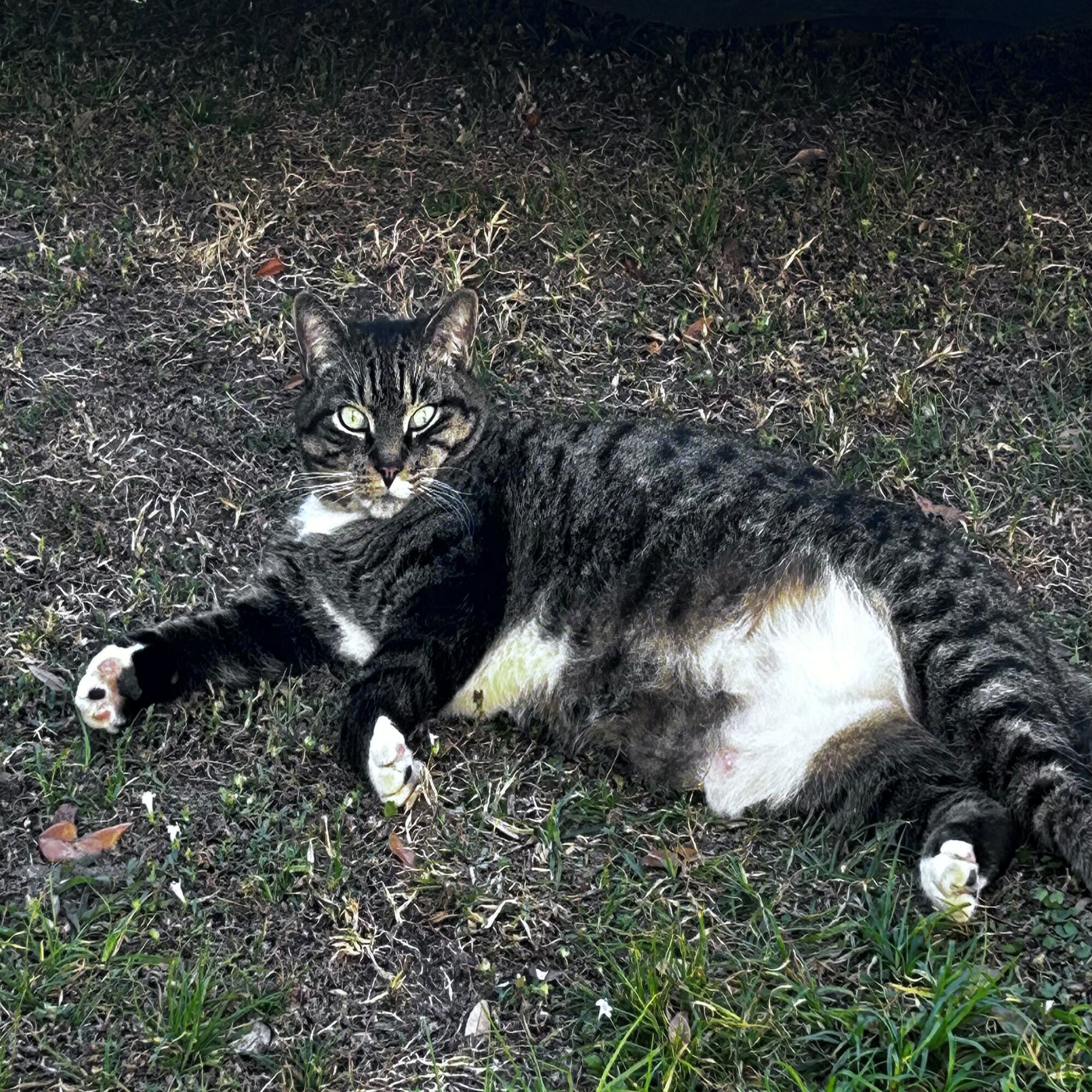 Kitty Cat
