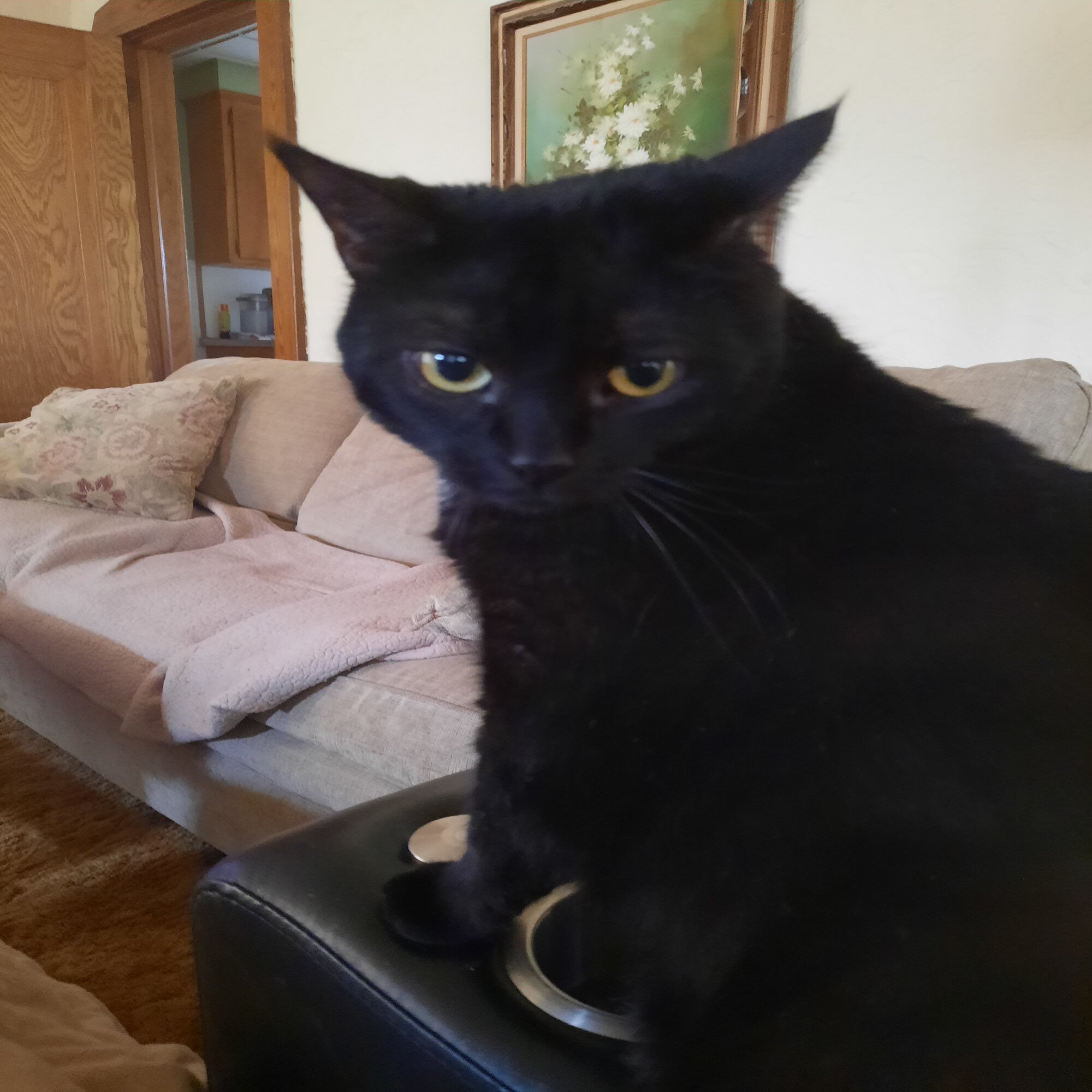 Lost pet Goober