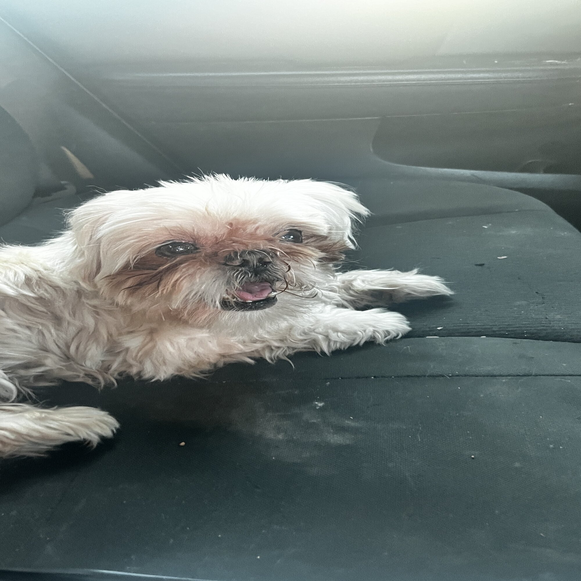 Lost Dog in Gilbert, AZ