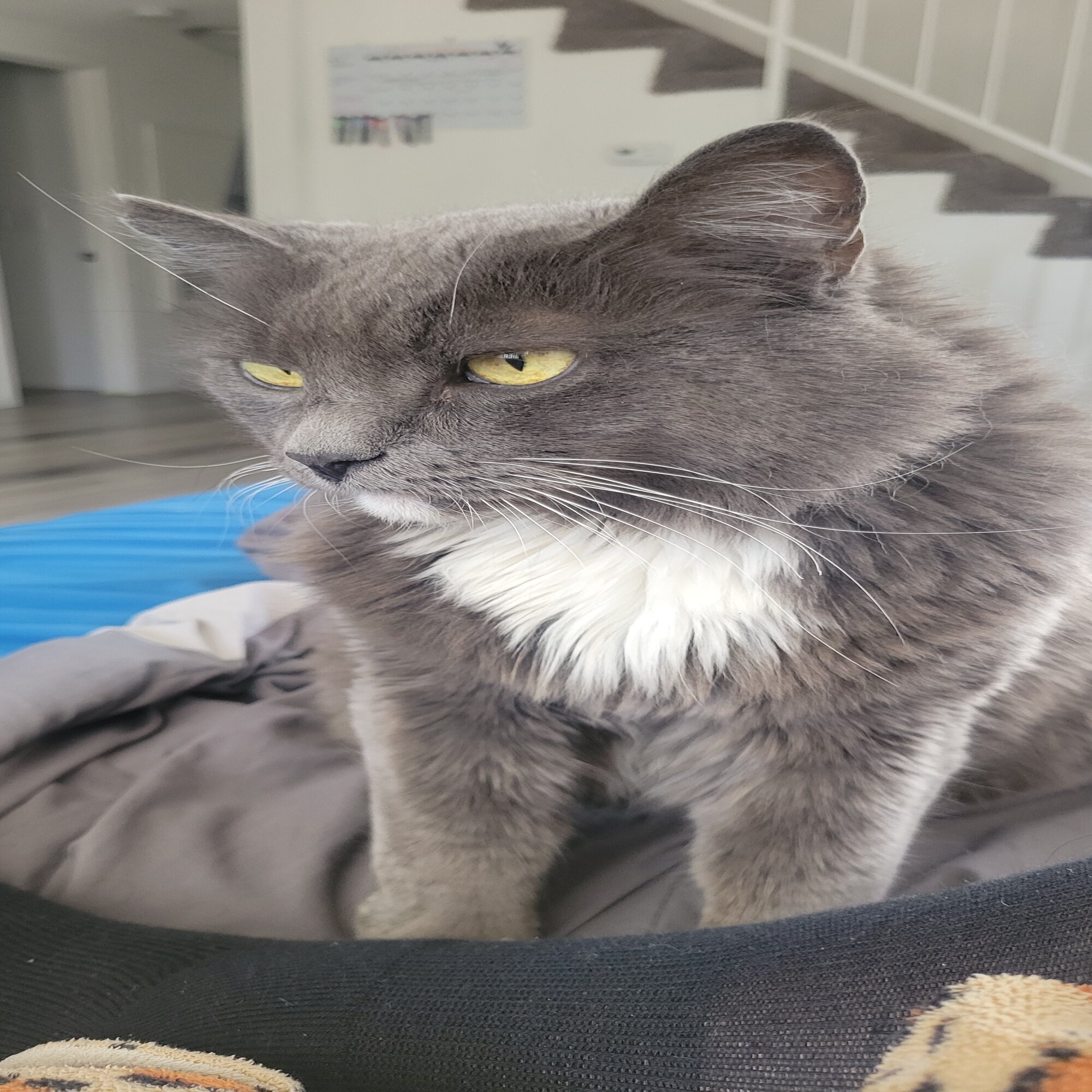 Lost Cat in Las vegas, NV