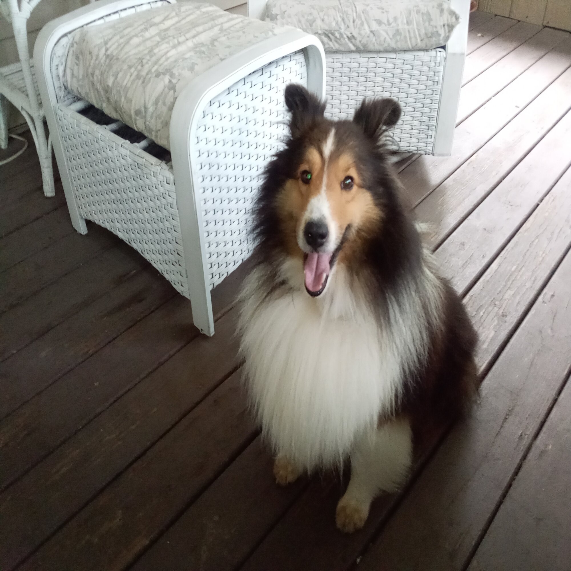 Lost pet Beau