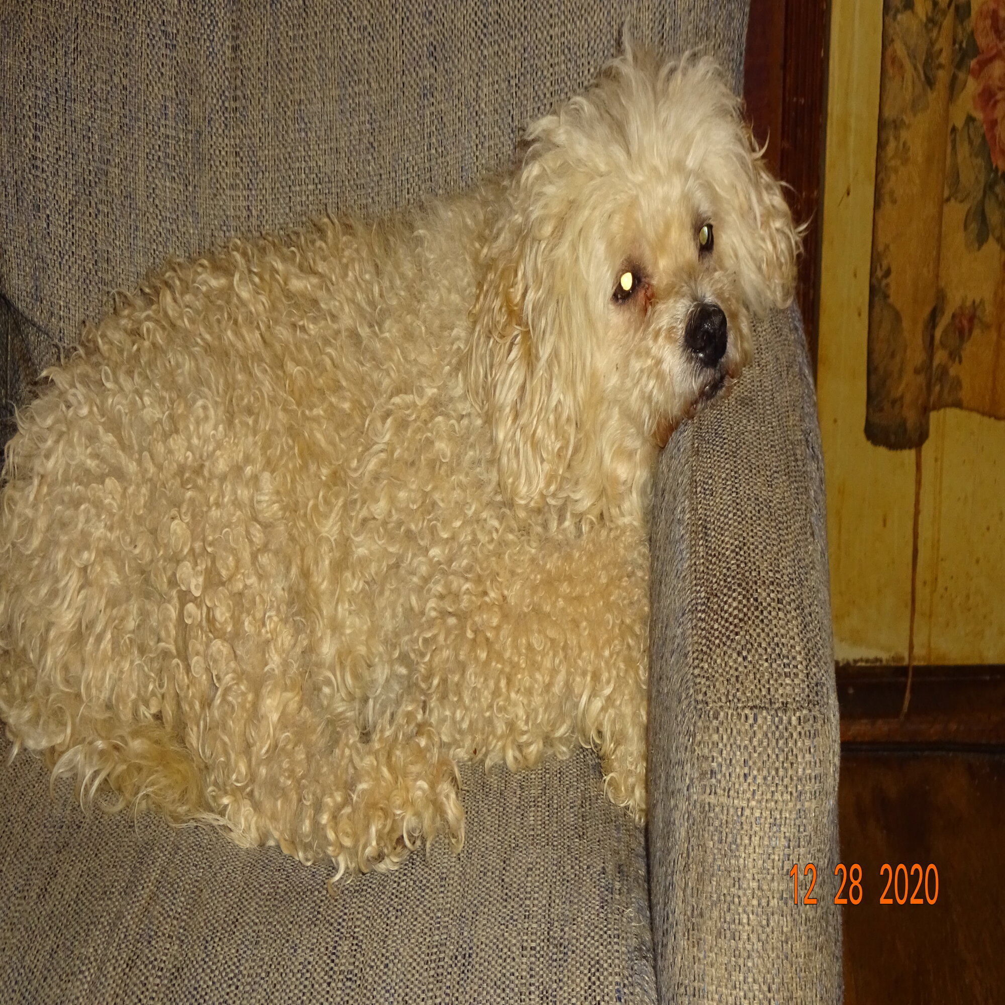 Lost Dog in Oak View, CA