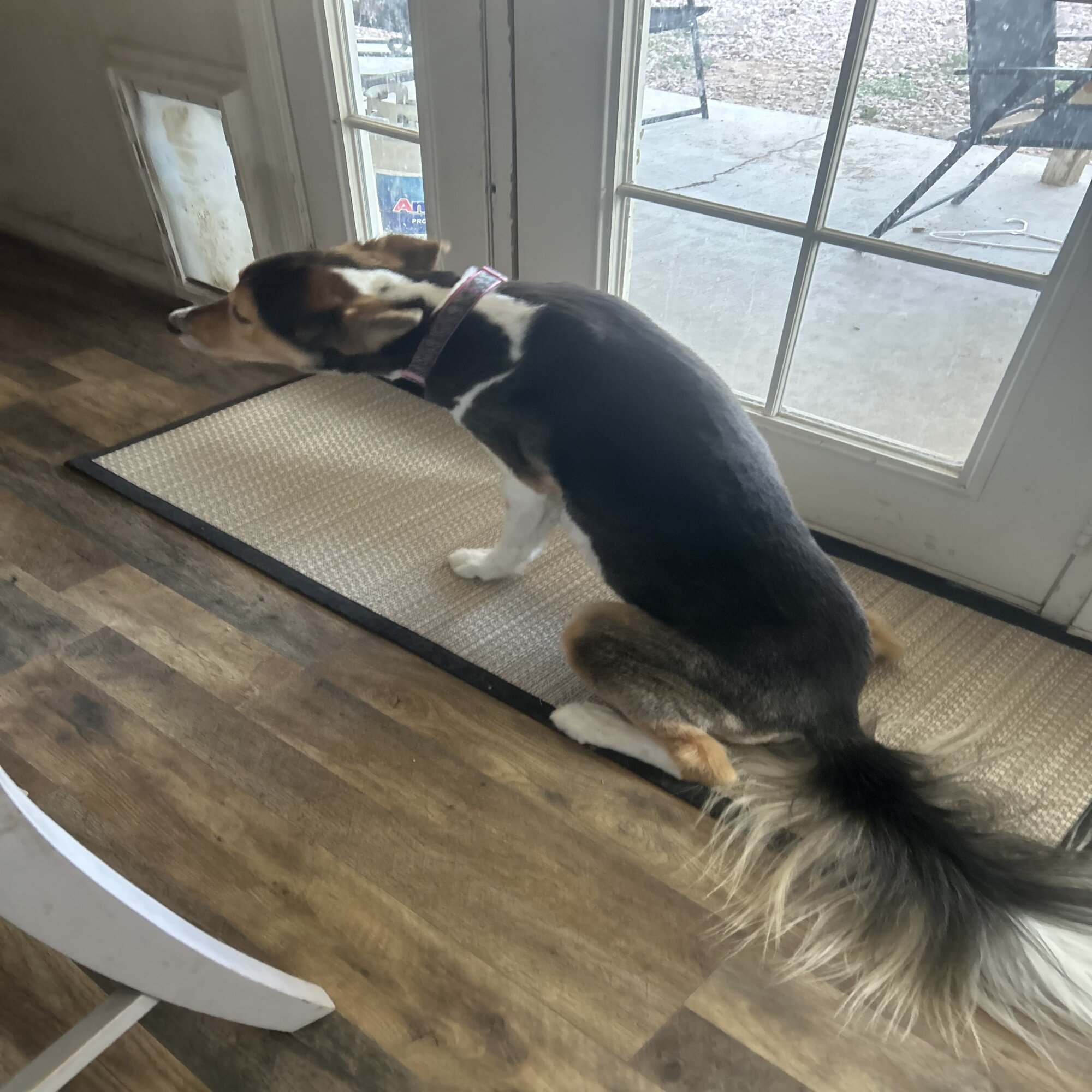 Lost pet Tootise