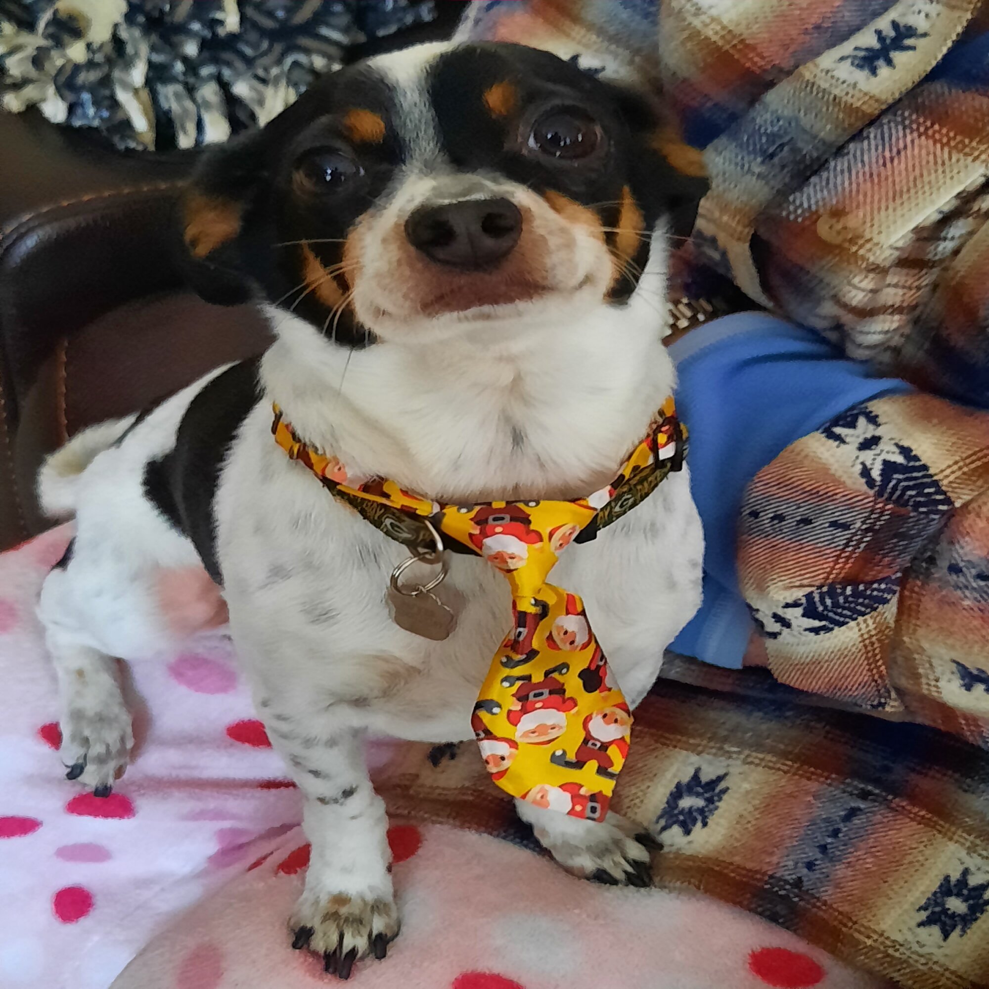 Lost Dog in Big bear city, CA
