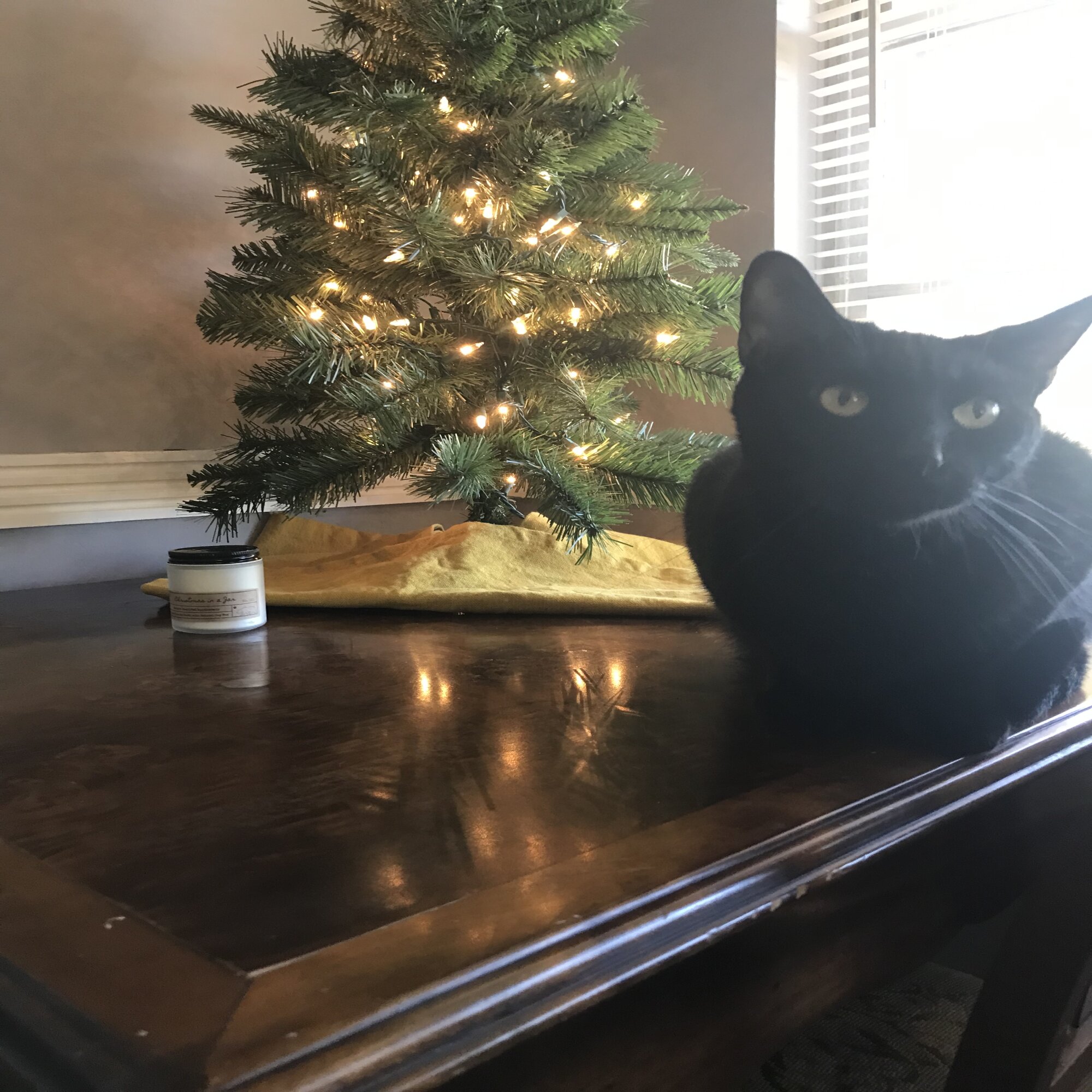 Lost pet Darcy