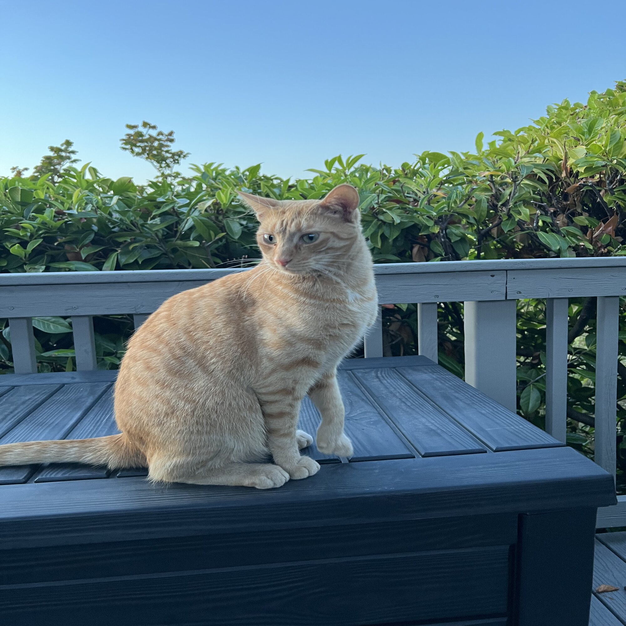 Lost Cat in Steilacoom, WA