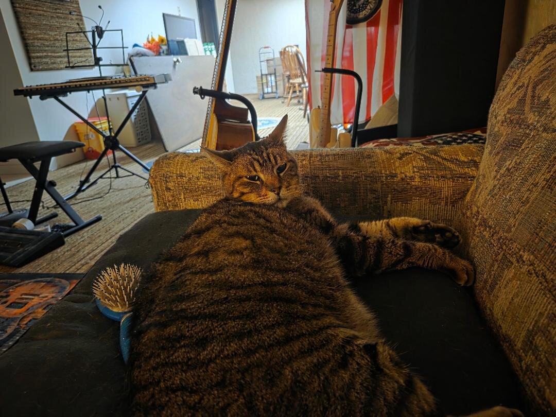 Lost pet Buddy