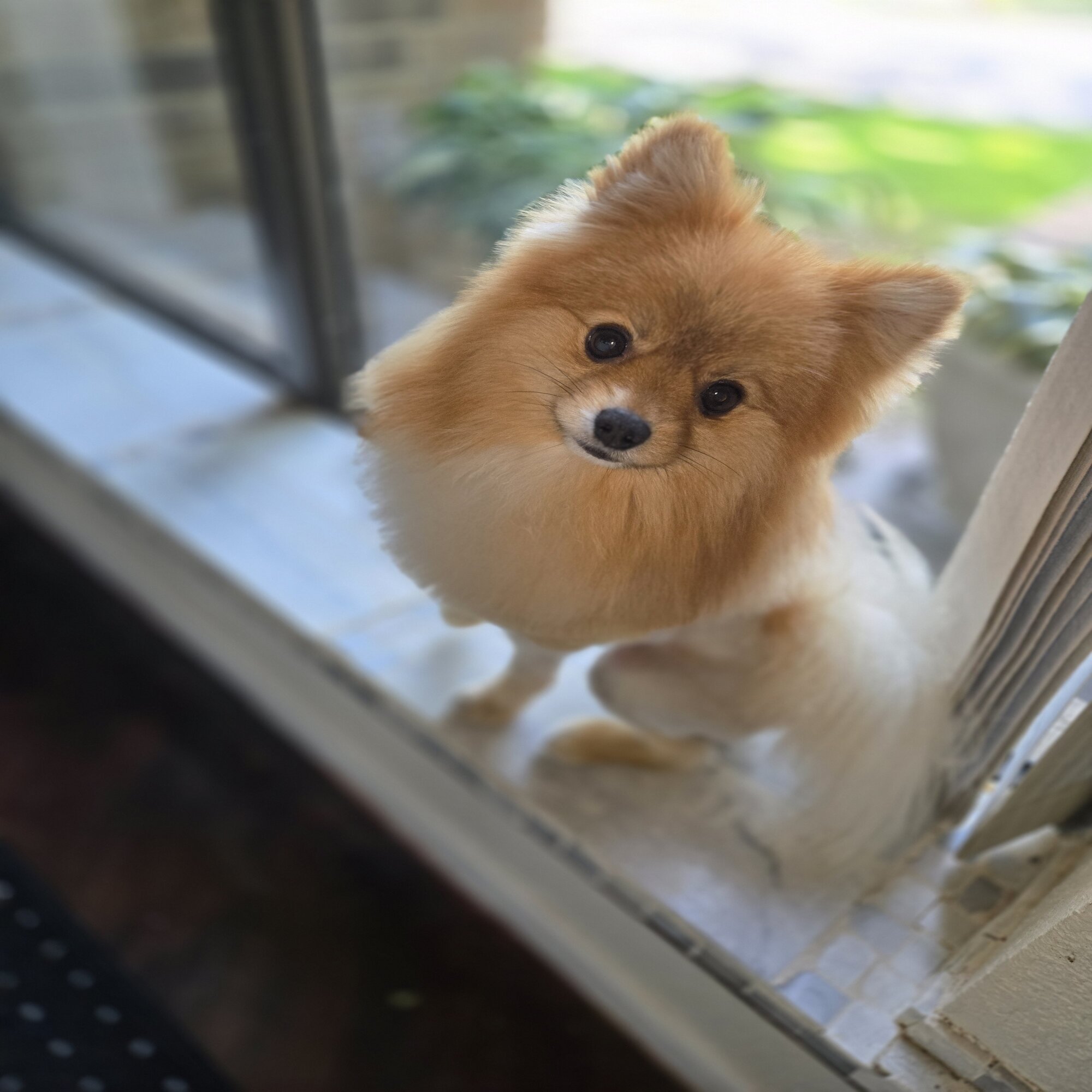 Lost dog in Bedford, TX