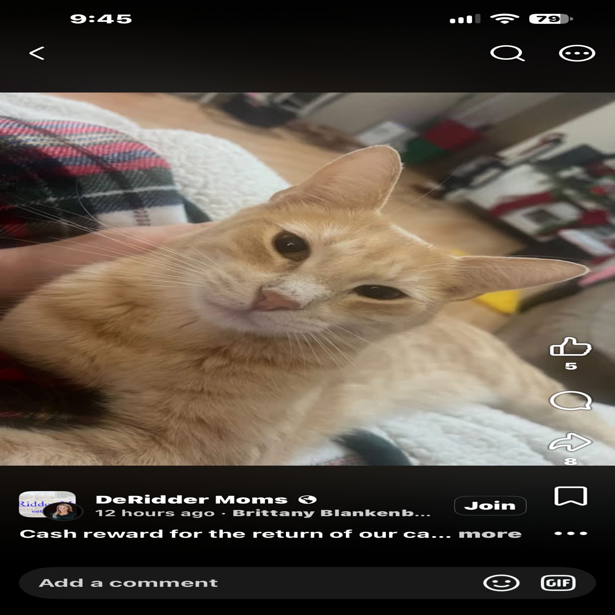 Lost Cat in DERIDDER, LA
