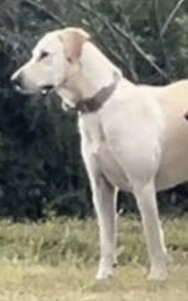 Lost Dog in Los Fresnos, TX