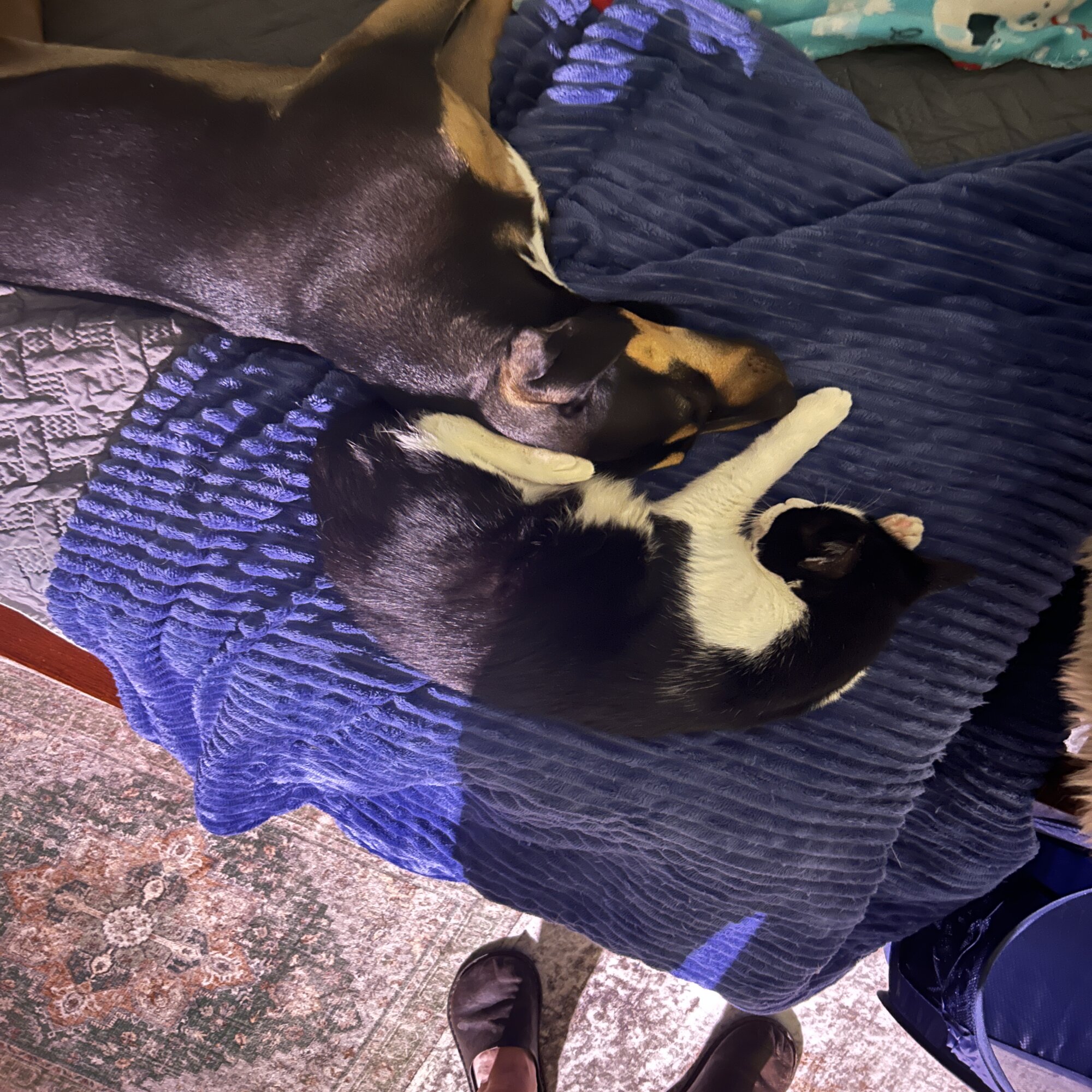 Lost Cat in Paducah, KY