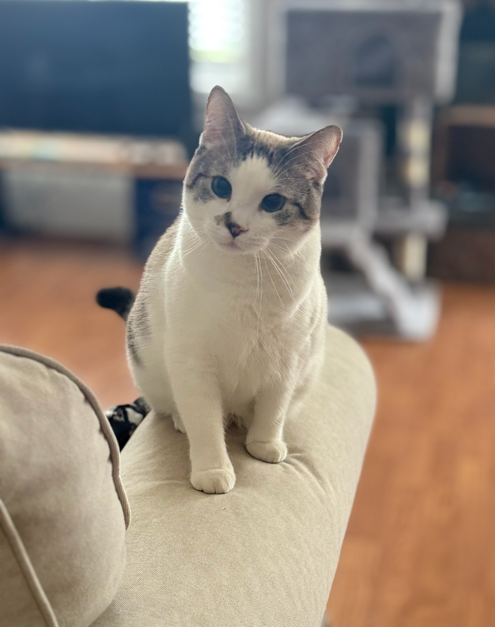 Lady Lucy