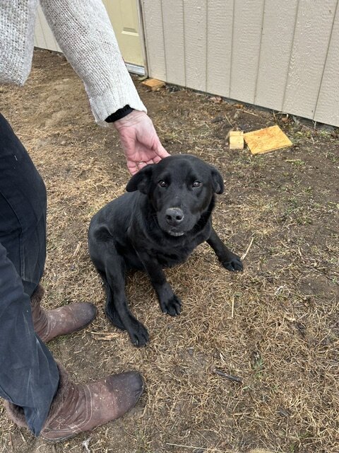 Bernie — dog needing a new home in Eagleville, MO