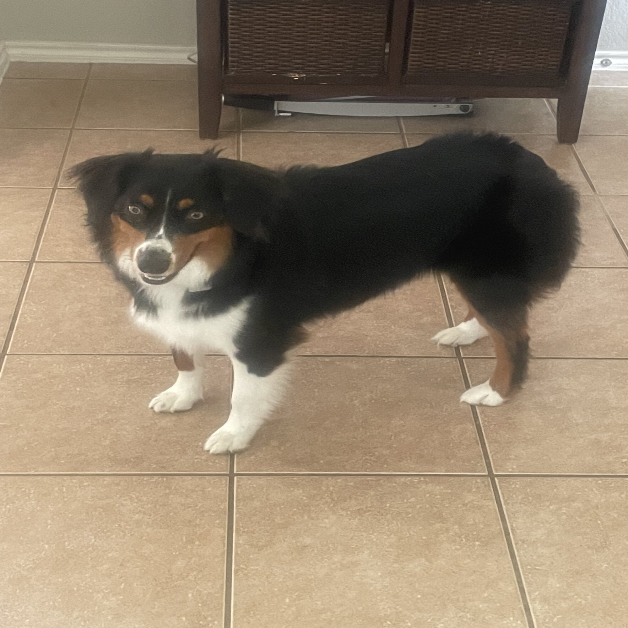 Kody — dog needing a new home in Round Rock, Tx, TX