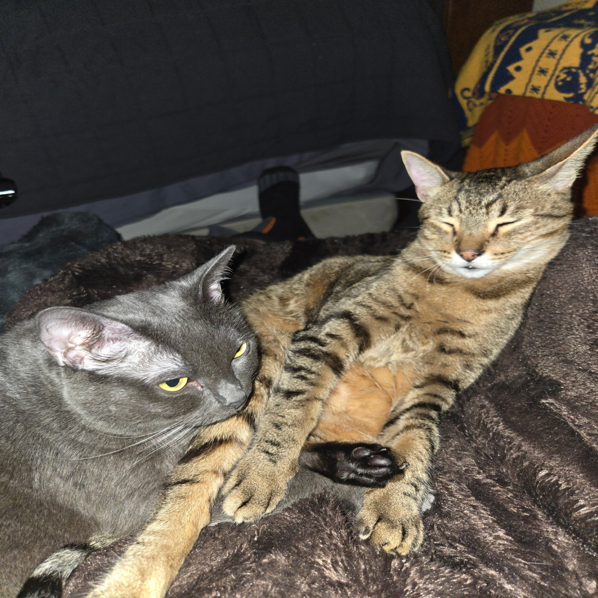 Jack & Dolphina — cat needing a new home in Long Beach, CA