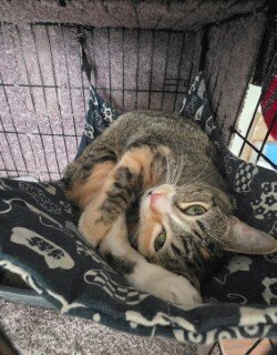 Dutchess — cat needing a new home in Burleson, TX